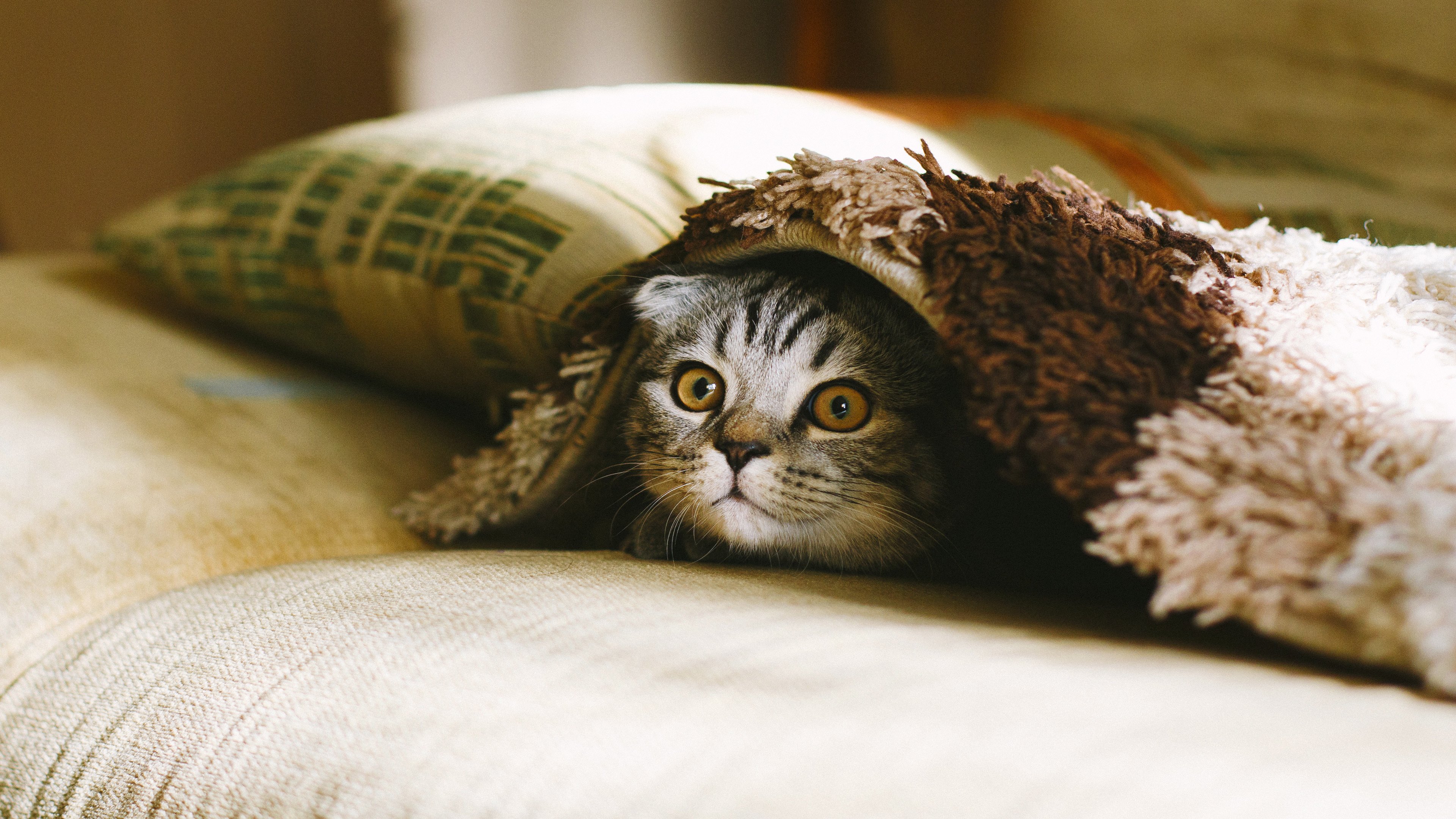 4K,动物,喵星人,猫