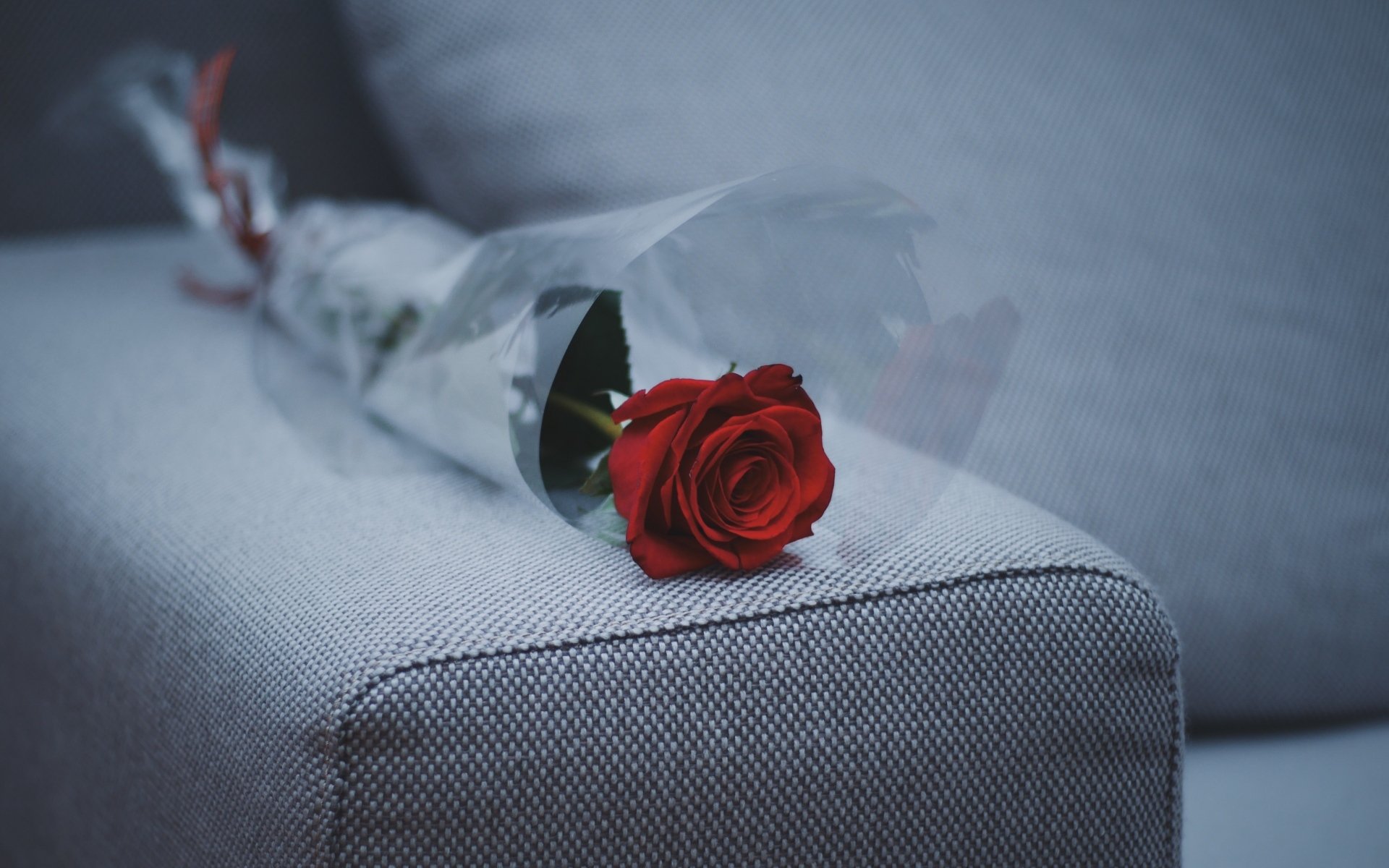 小清新,温毊一刻,玫瑰花