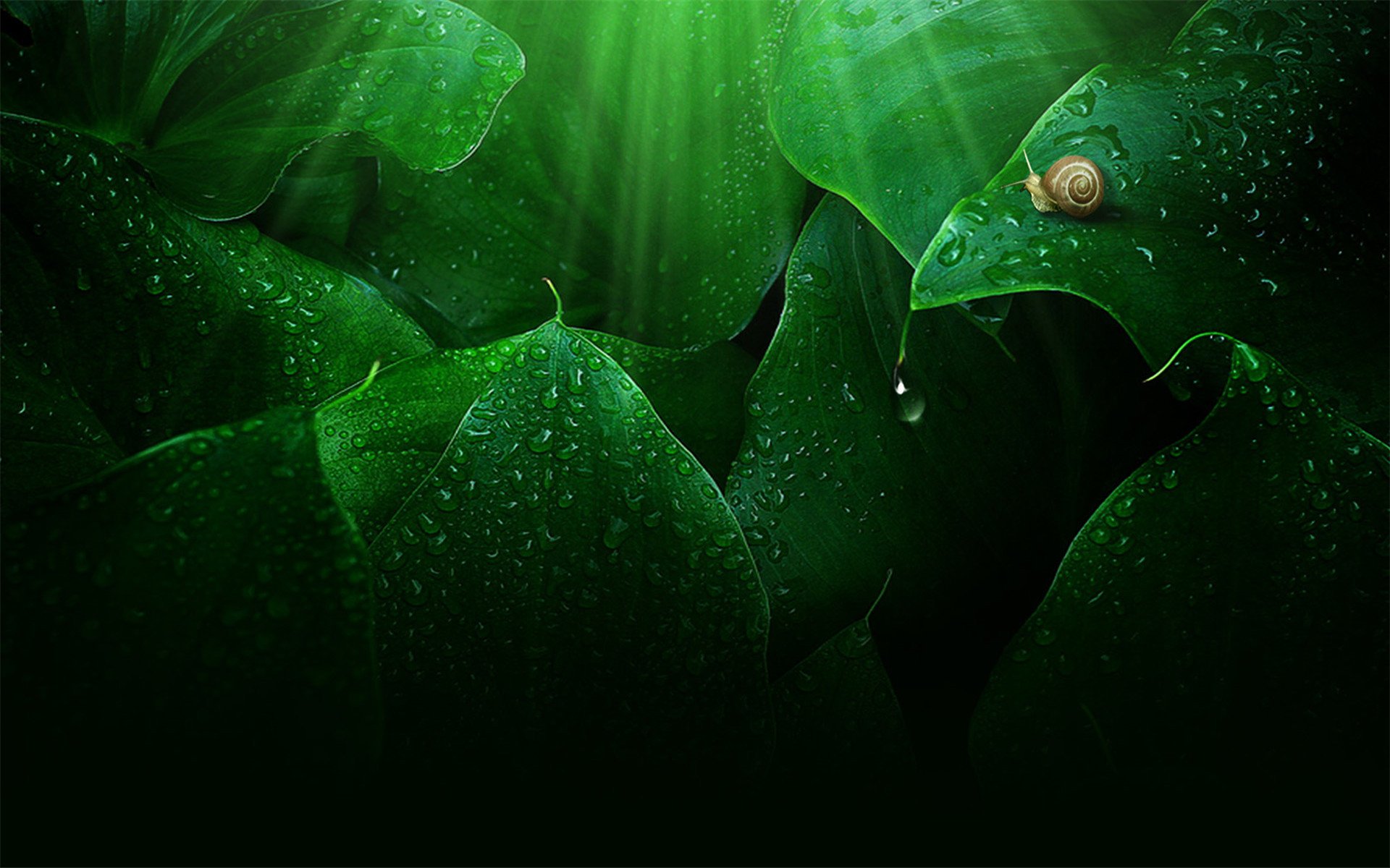 小清新,绿色,护眼壁纸