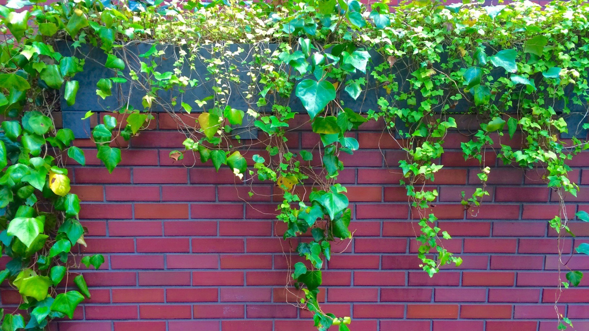 小清新,护眼壁纸,爬墙虎