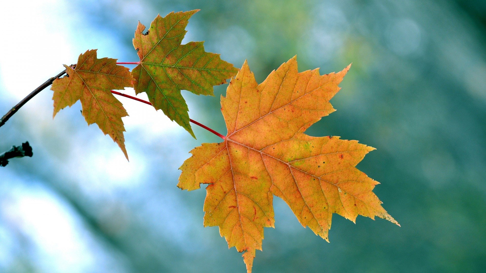 小清新,枫叶,树叶