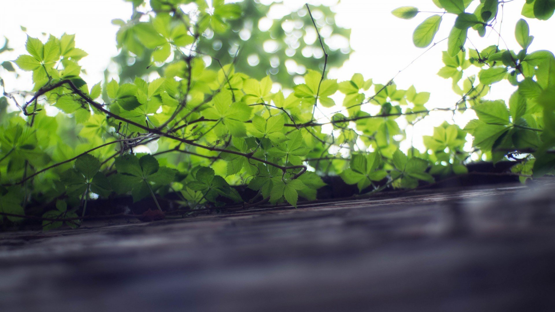 小清新,舒缓压力,爬墙虎