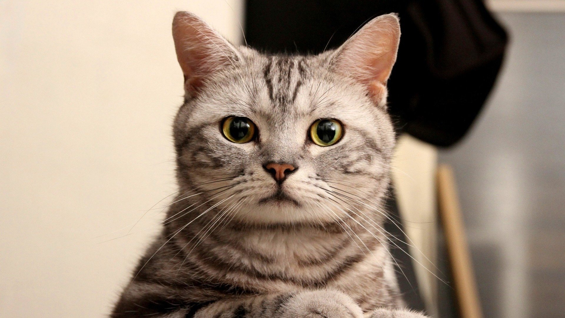 萌宠,动物,喵星人,猫