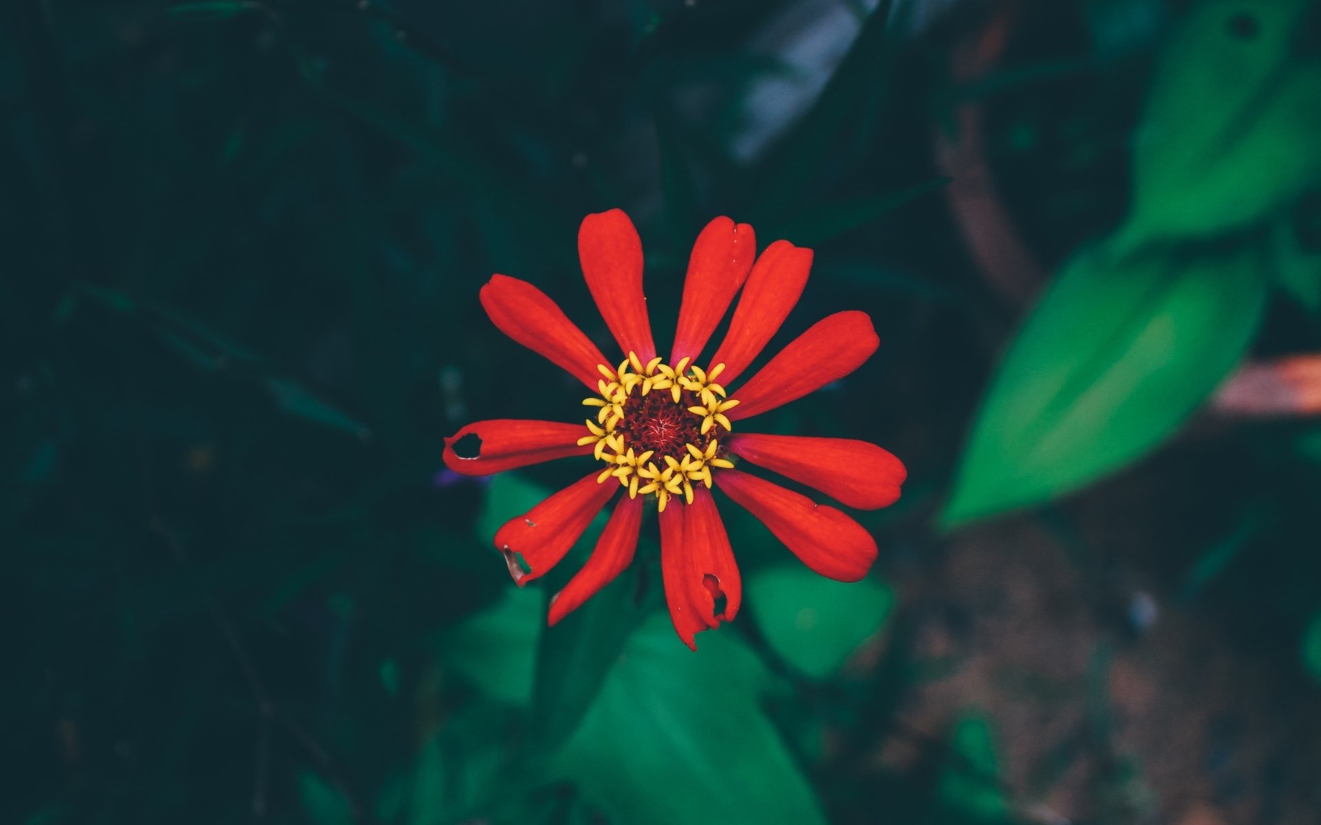 小清新,娇艳欲滴,花朵,花卉