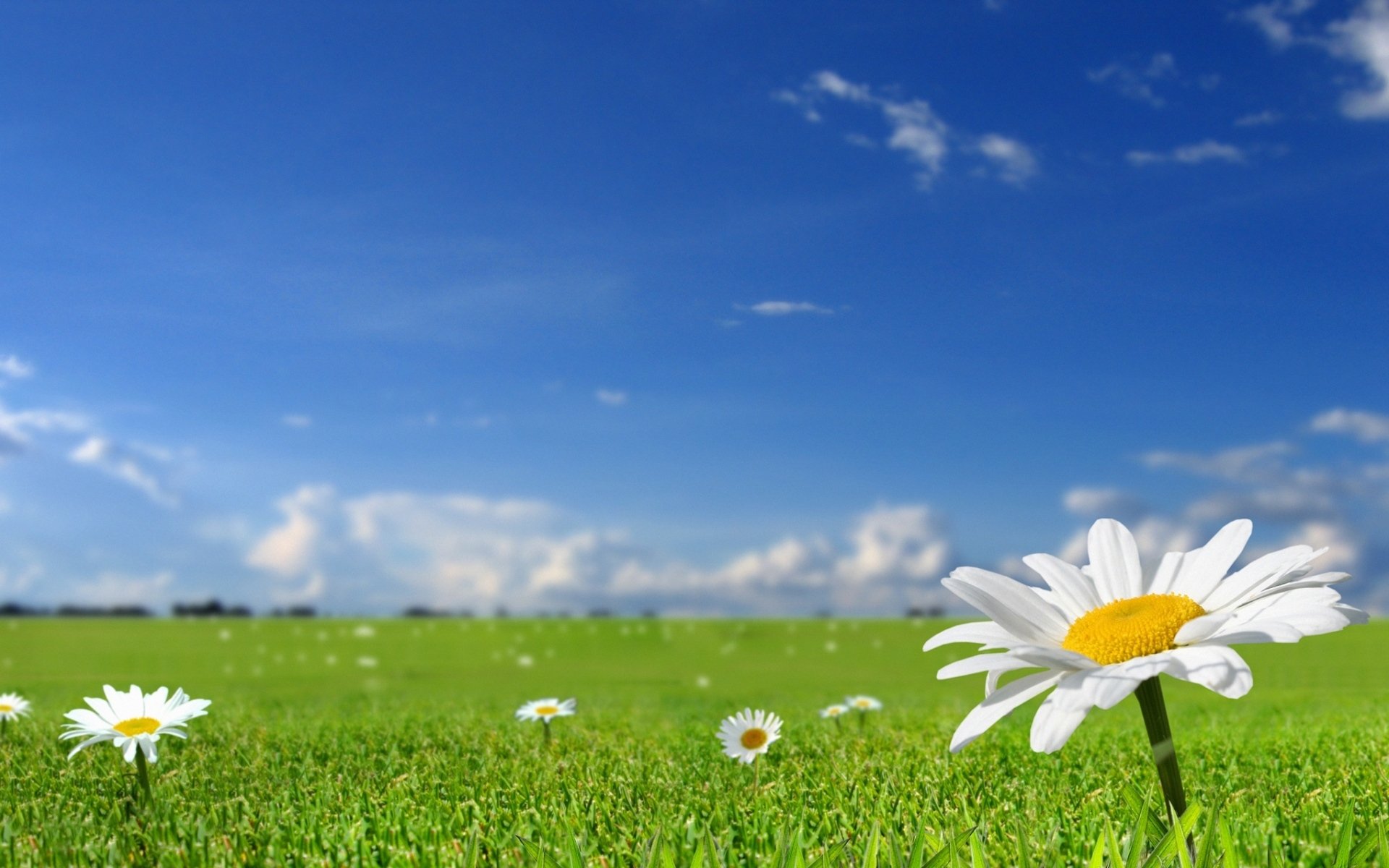 小清新,清新淡雅,草地,花朵