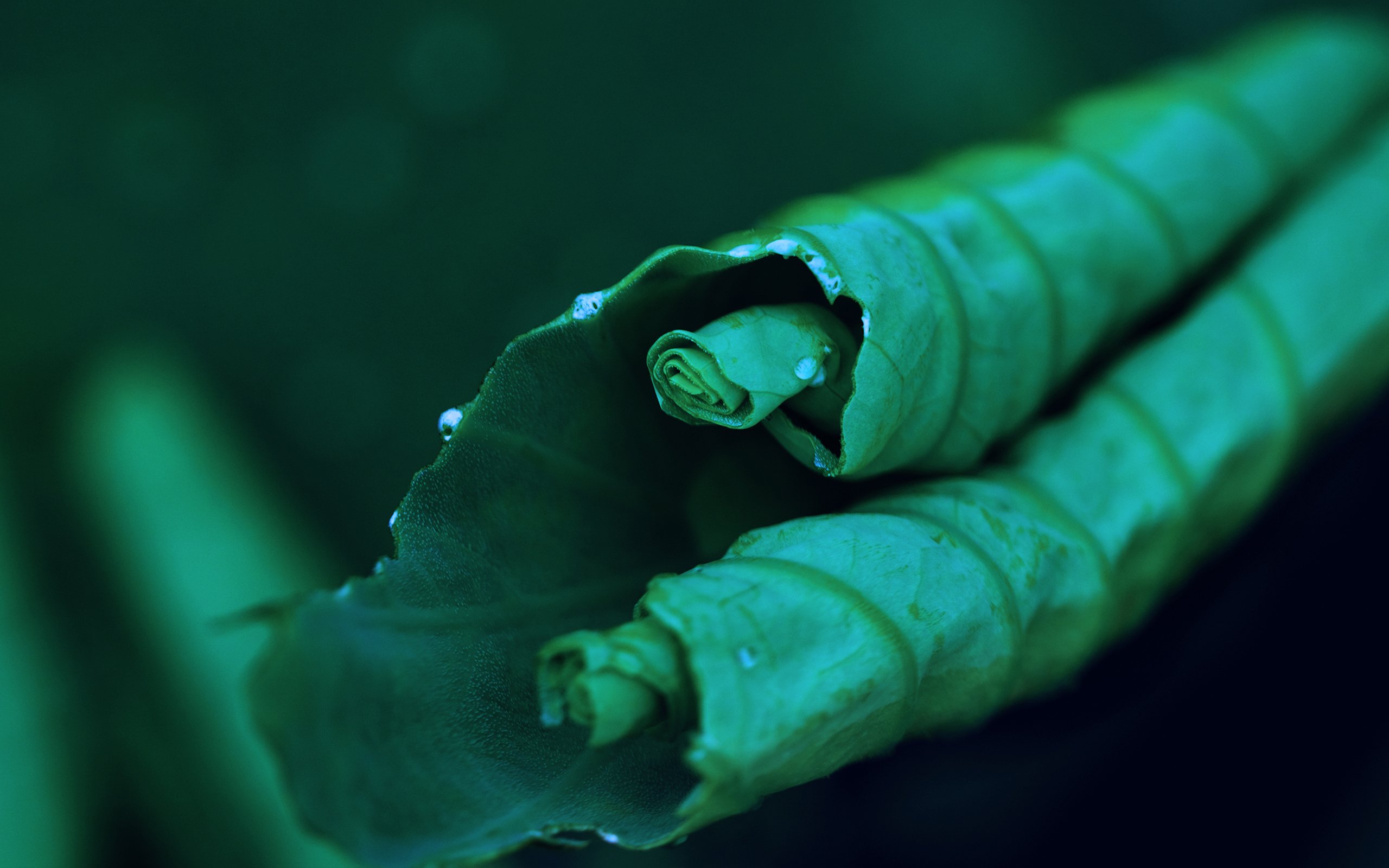 小清新,清新淡雅,绿植