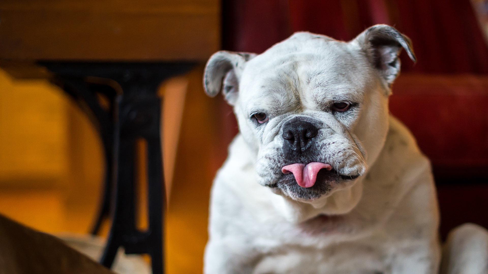 萌宠,动物,汪星人,狗