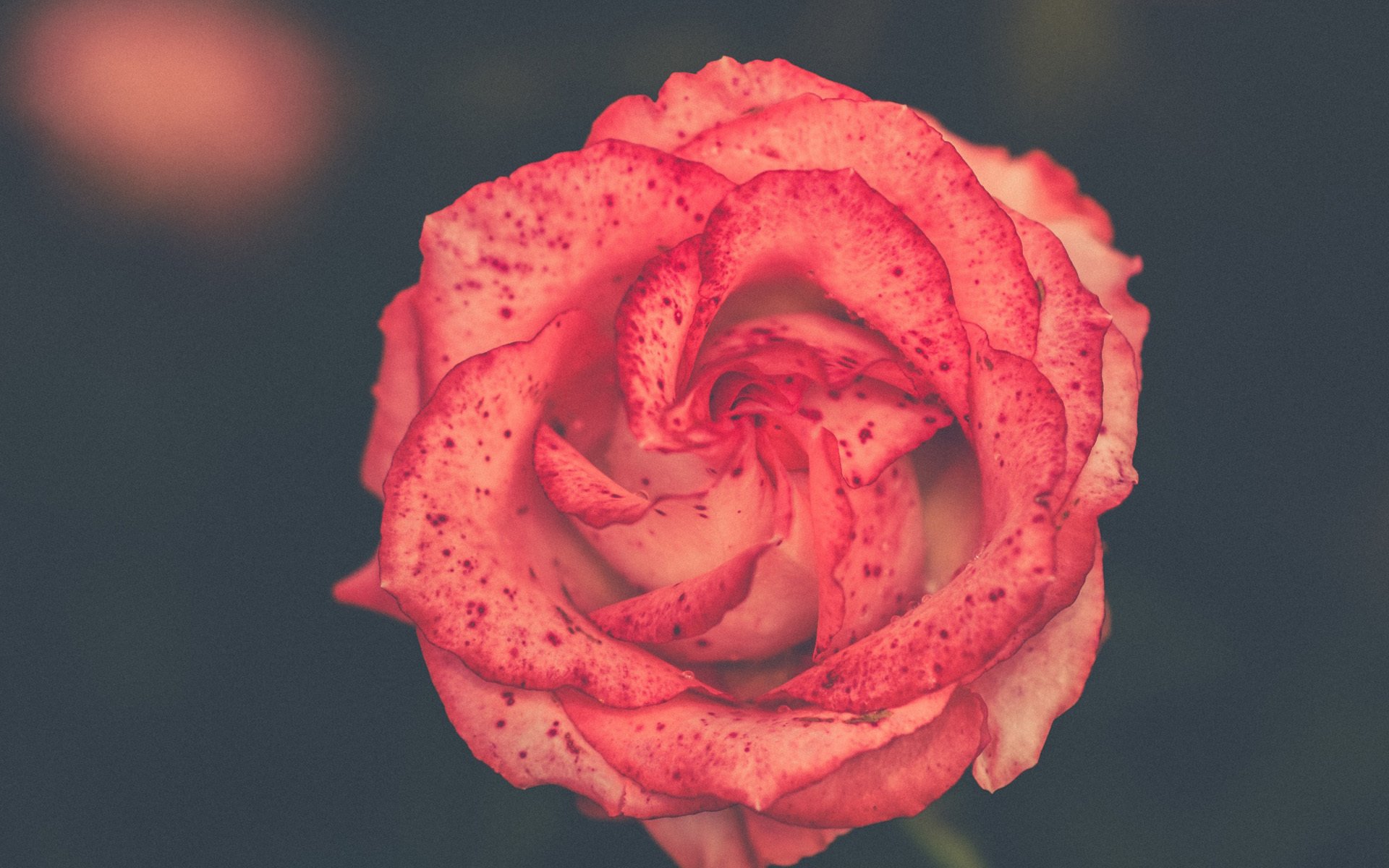 小清新,娇艳欲滴,花朵,玫瑰花