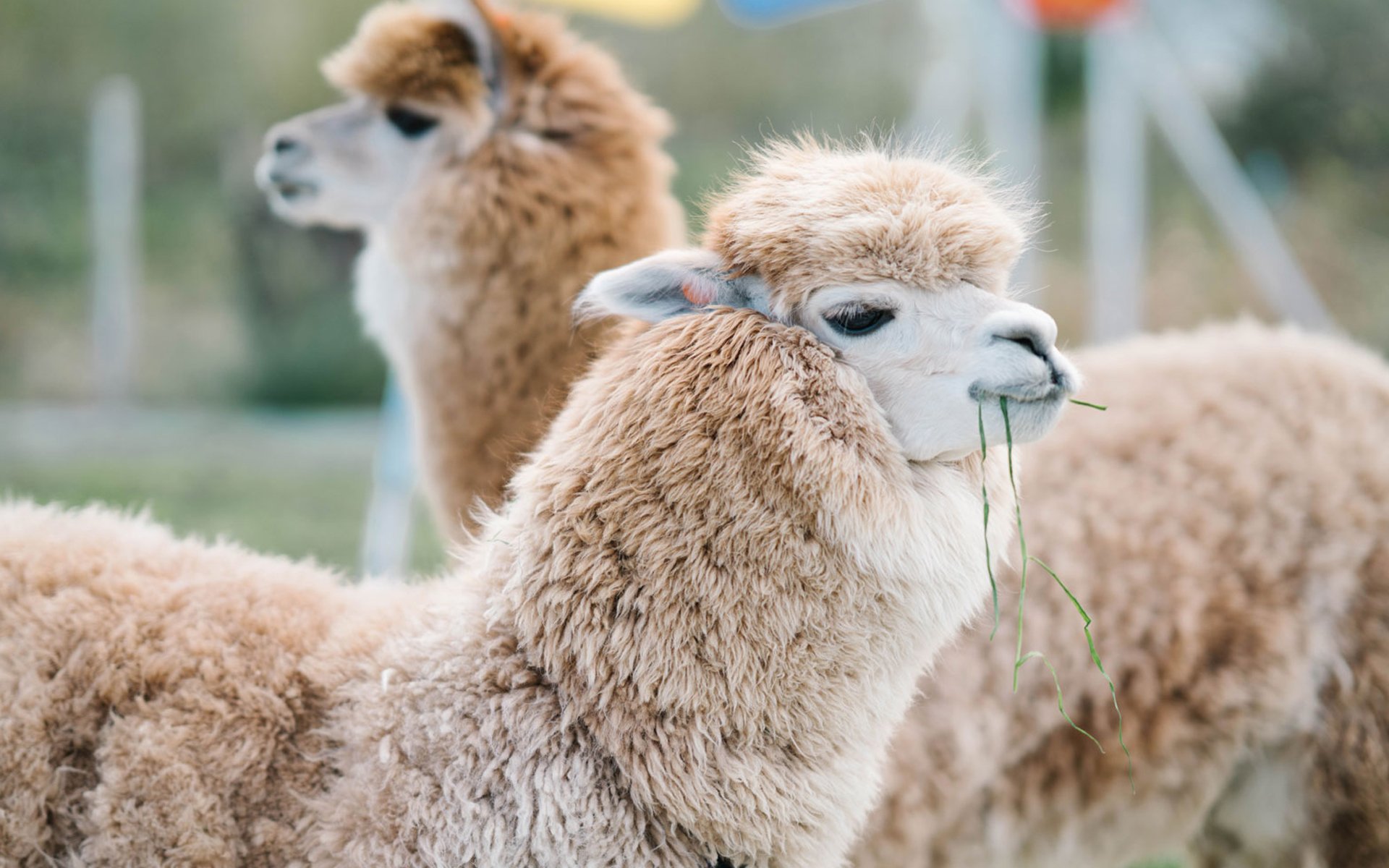 萌宠,动物,羊驼,草泥马