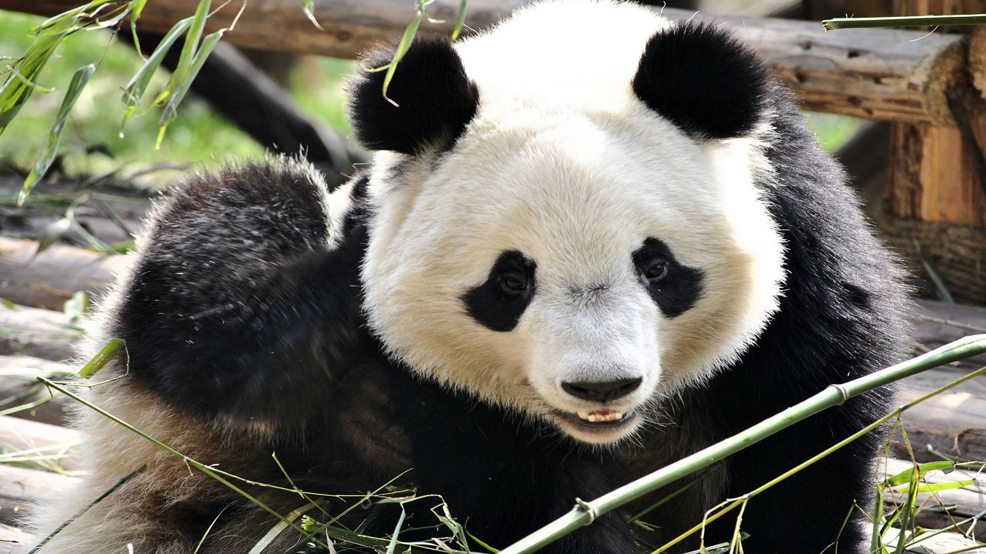 萌宠,野生动物,大熊猫,国宝