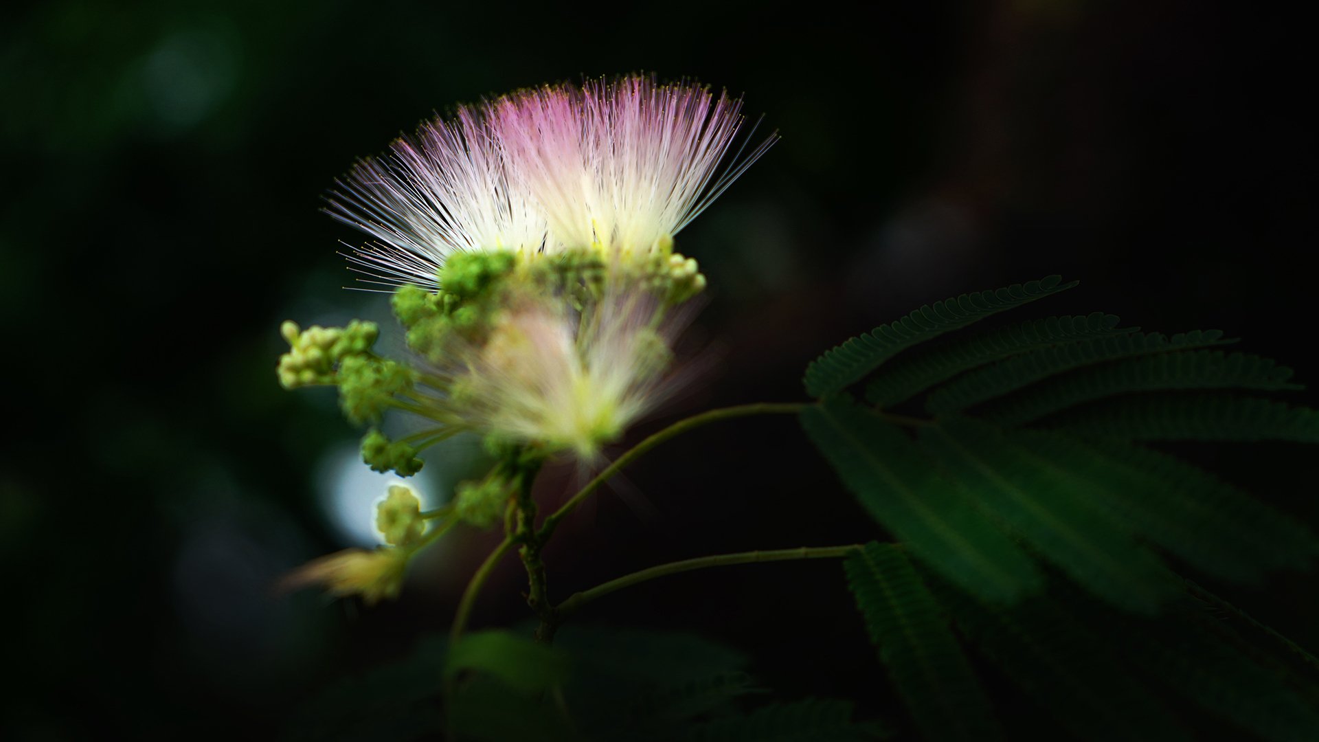 小清新,花朵,植物,鸟语花香,合欢花