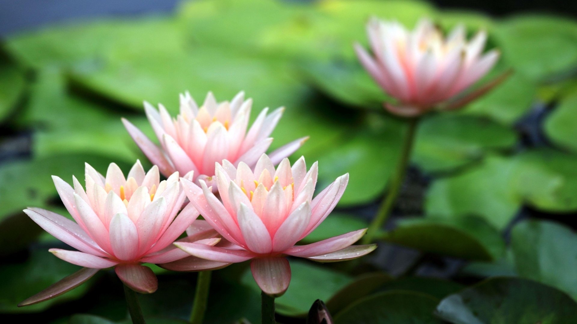 小清新,清新淡雅,睡莲