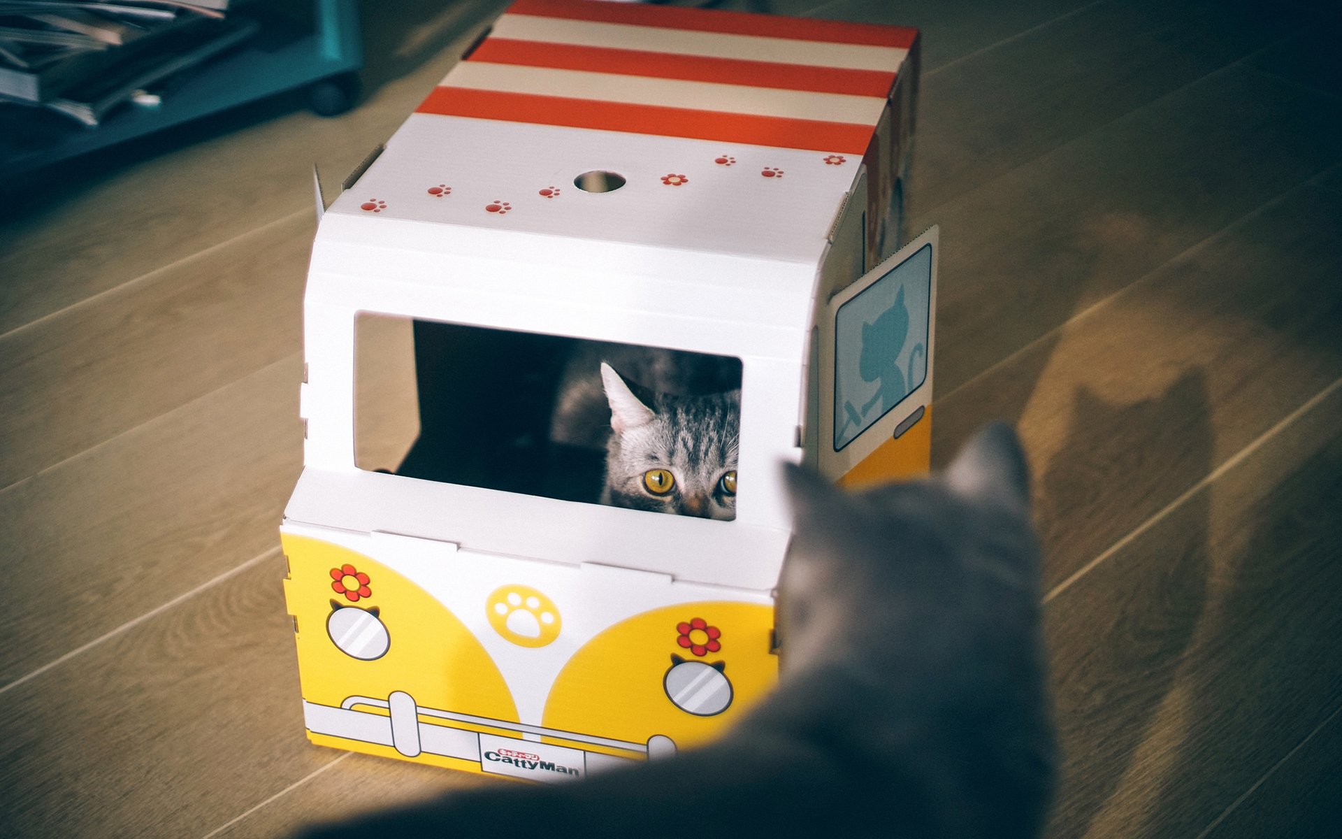 萌宠,动物,喵星人,猫