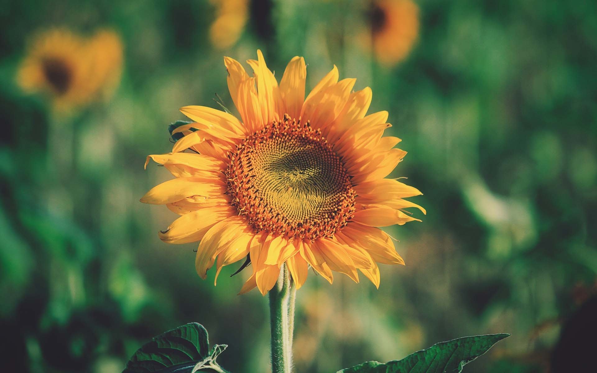 小清新,鸟语花香,向日葵