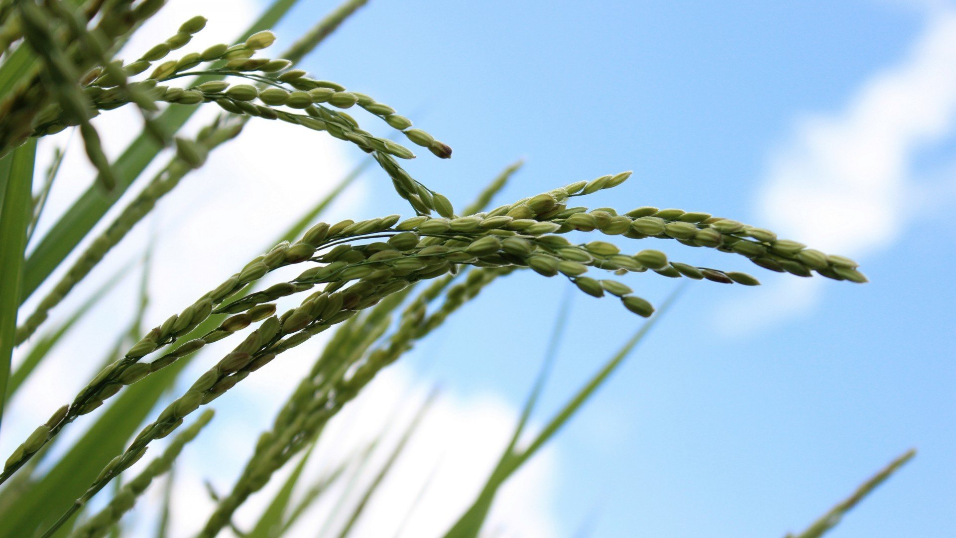 小清新,温毊一刻,麦穗,水稻