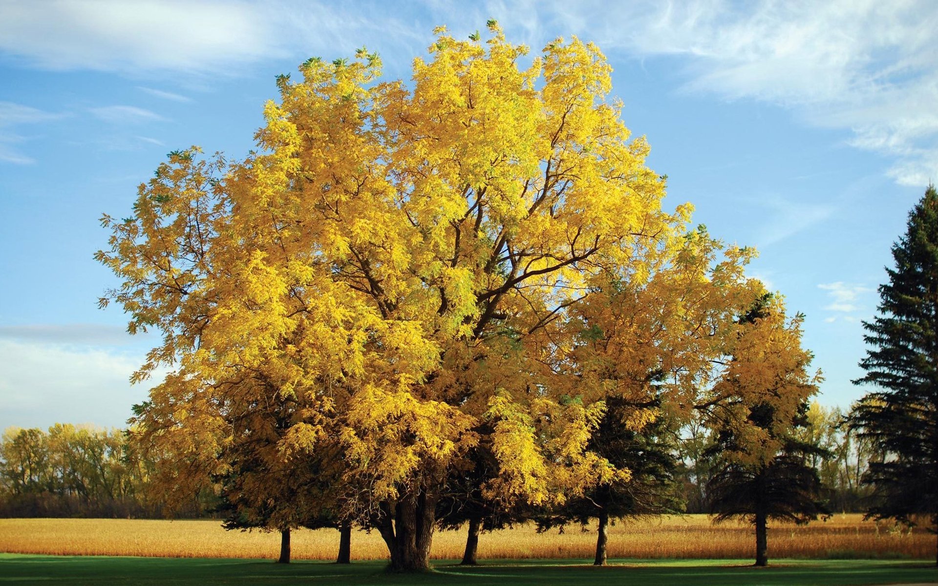 风景,秋意正浓,秋天