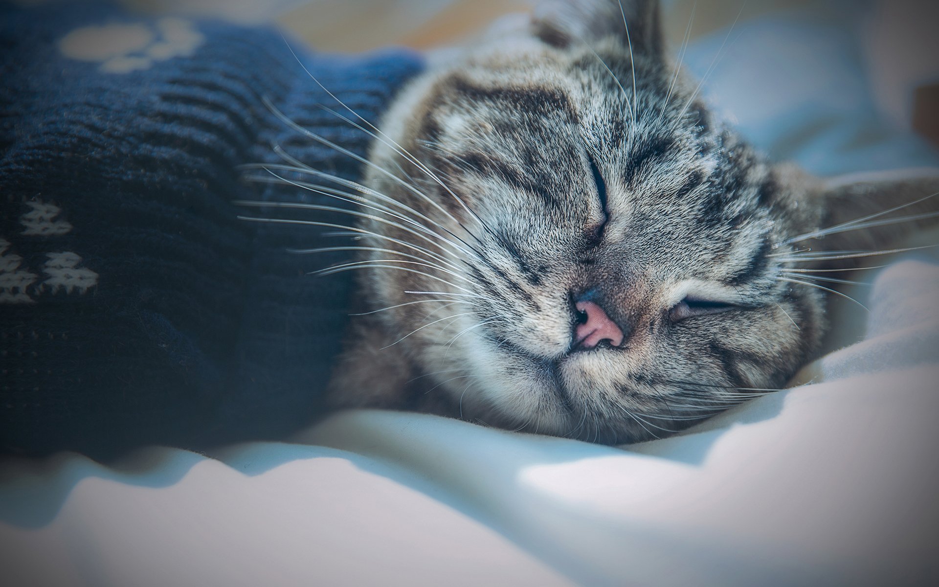 动物,喵星人,可爱小猫