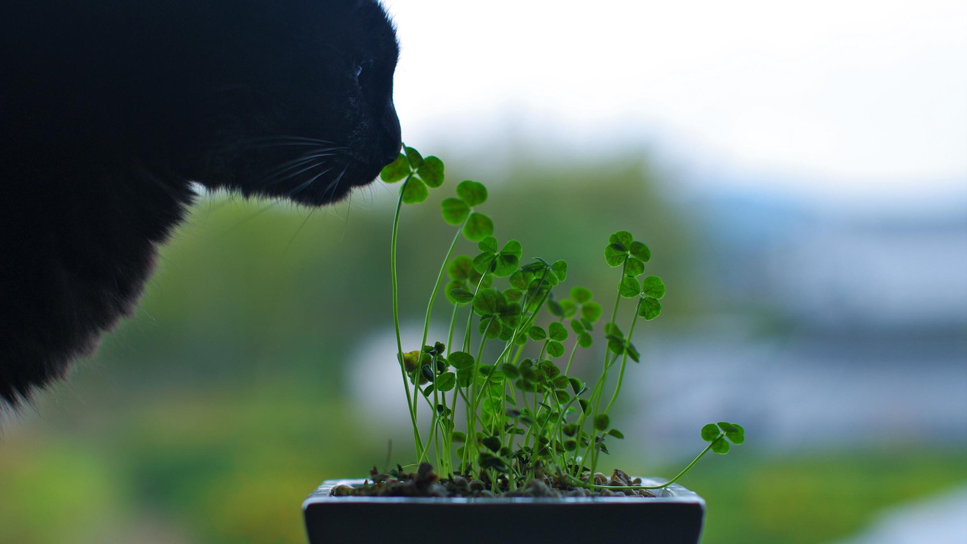 小清新,唯美温馨,盆栽