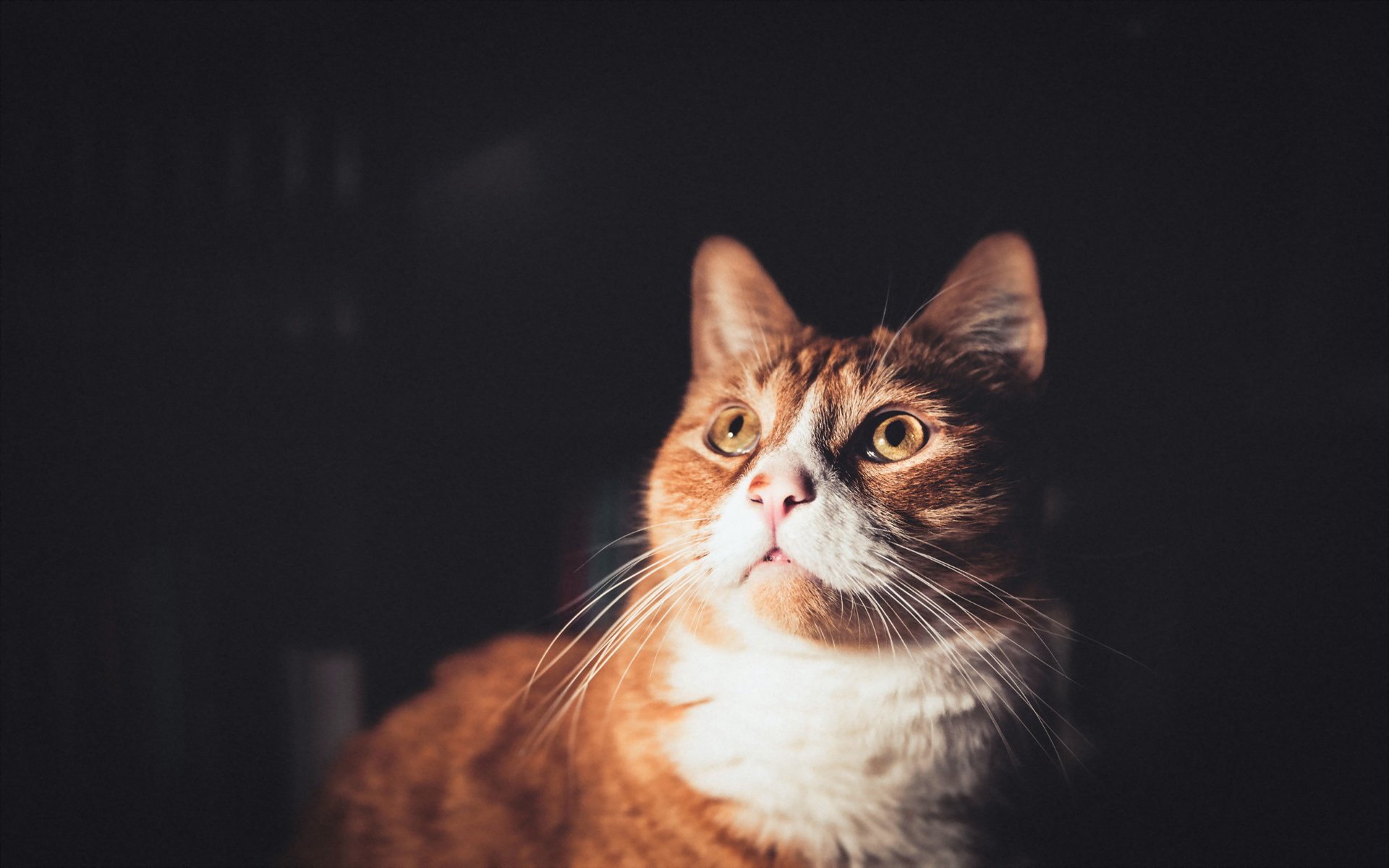 萌宠,动物,喵星人,猫