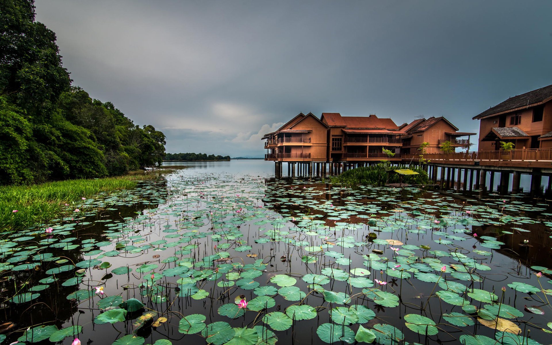 风景,自然风光,湖泊,荷花