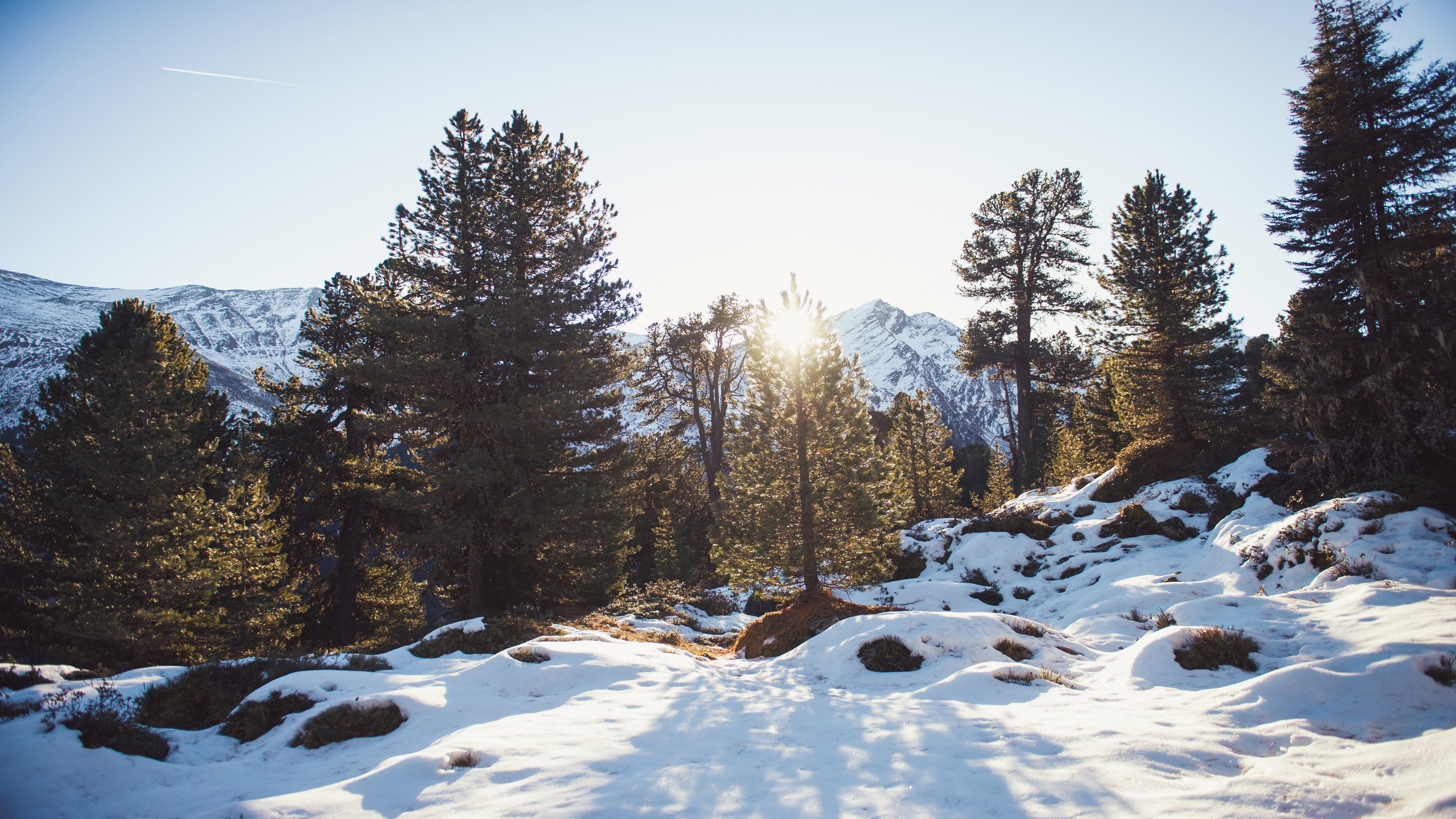 4K,风景,雪地,雪景,森林