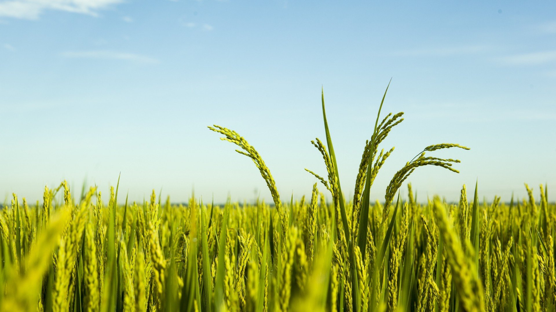 小清新,清新淡雅,水稻,唯美