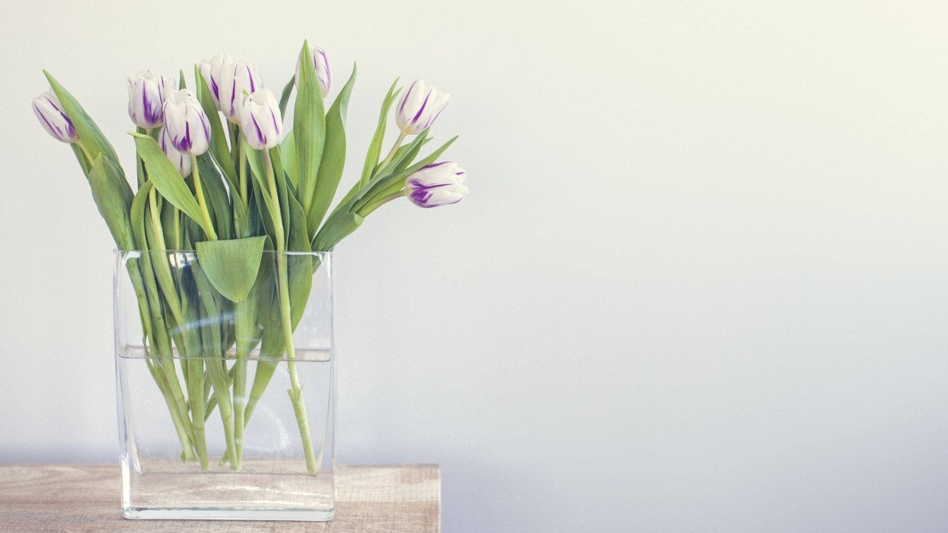 小清新,清新淡雅,郁金香