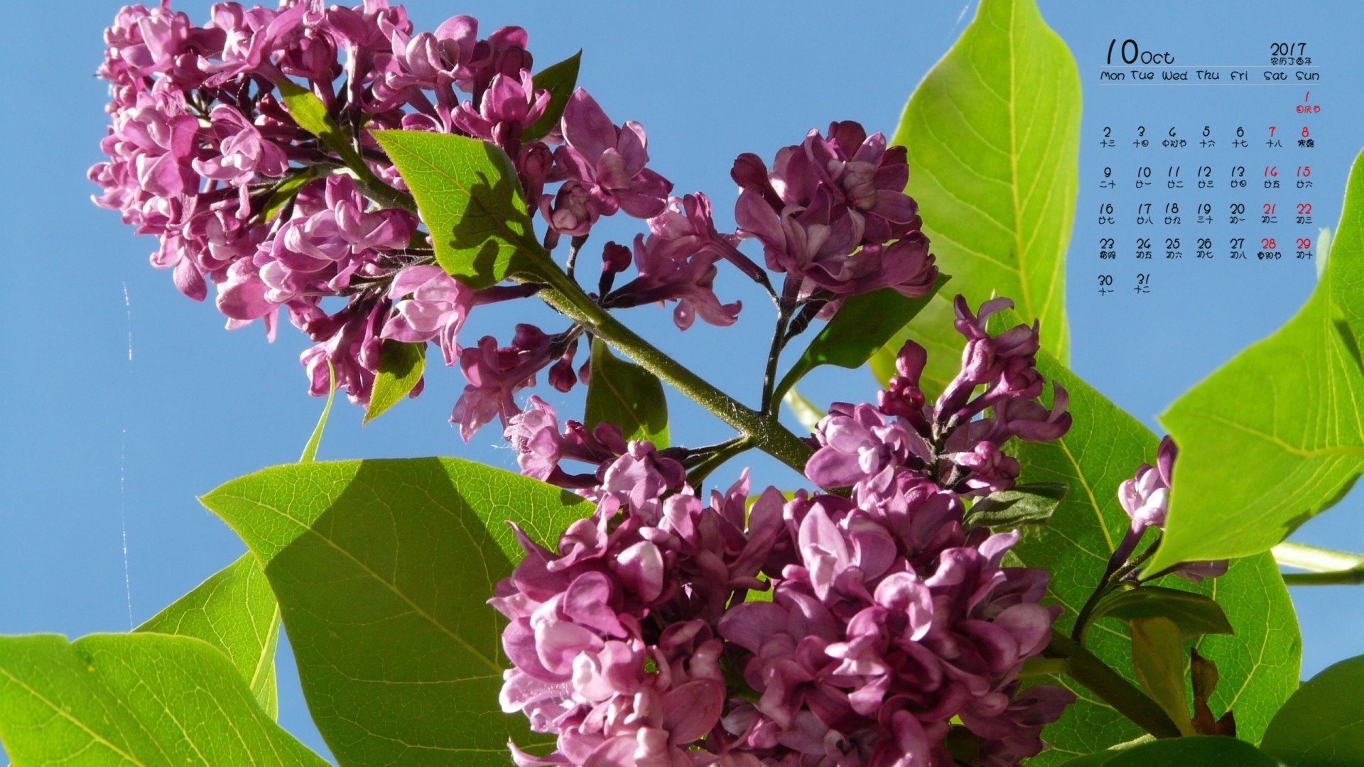 日历,2017年10月,丁香花