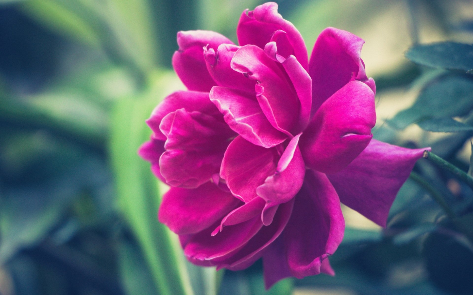 小清新,娇艳欲滴,牡丹花