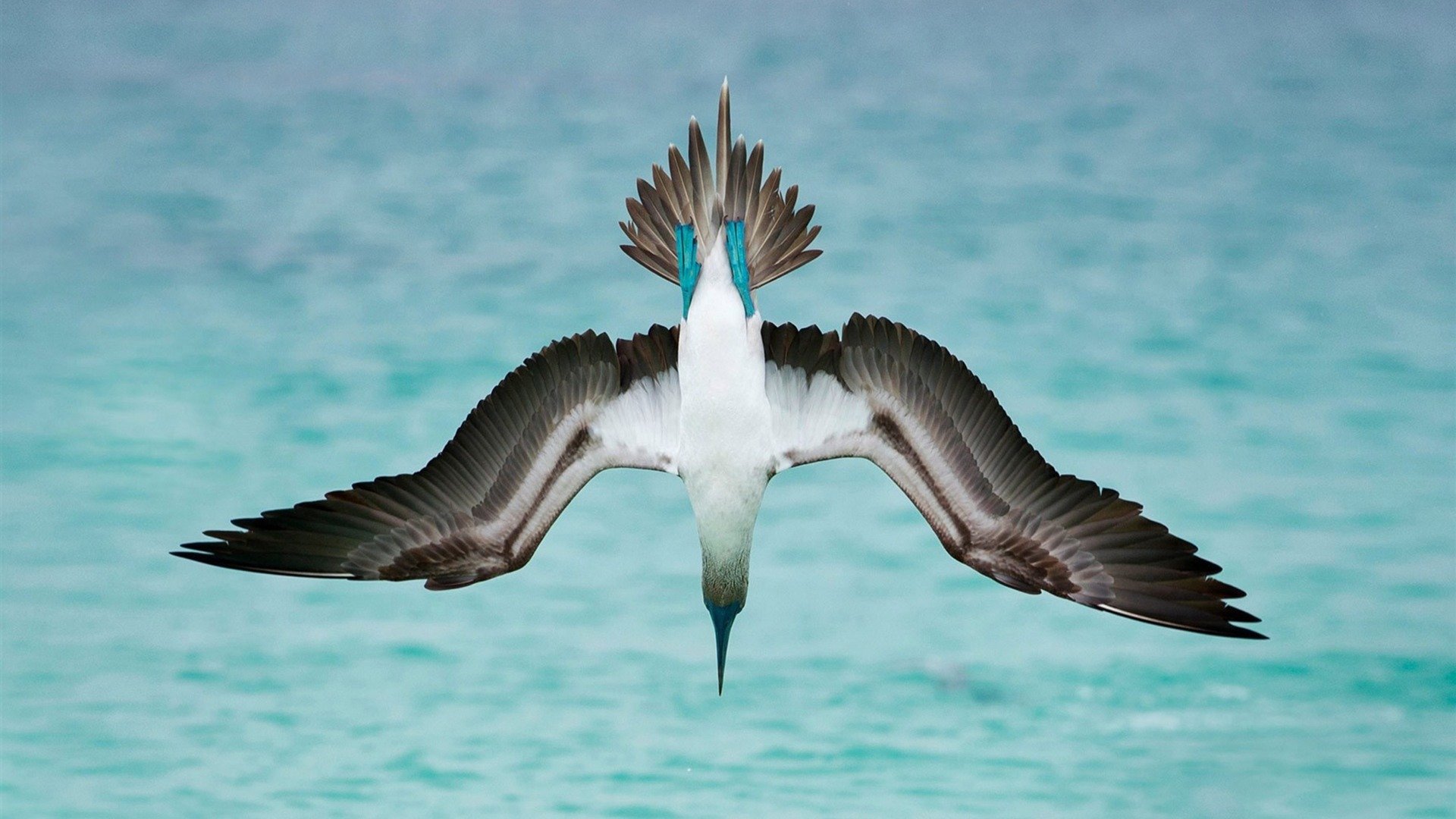 野生动物,飞禽,蓝脚鲣鸟