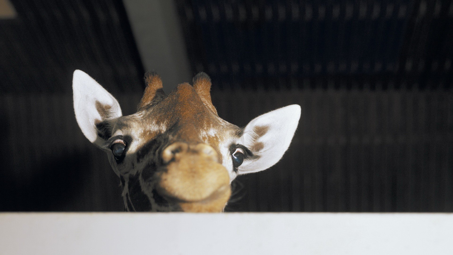 动物,野生动物,长颈鹿