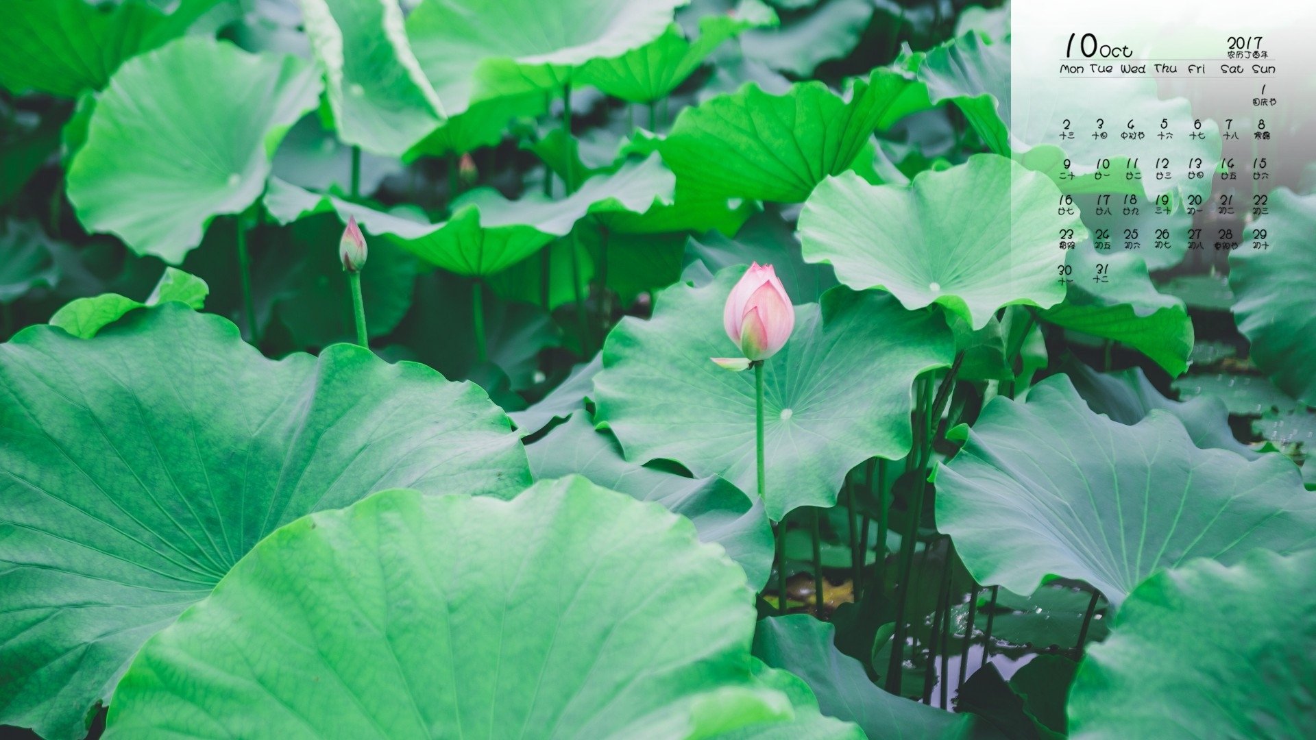 日历,2017年10月,荷叶,荷花