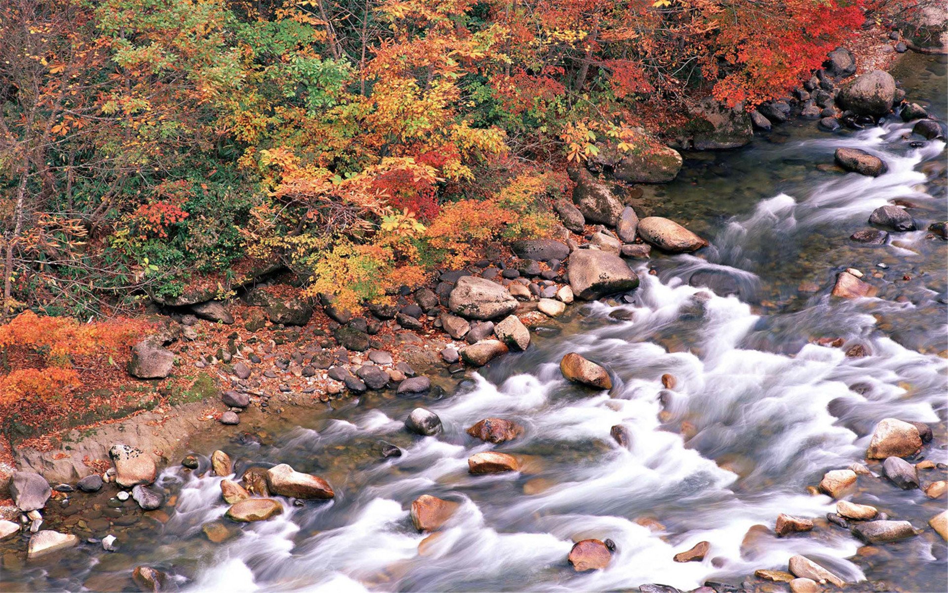 风景,秋意正浓,溪流,秋天,森林