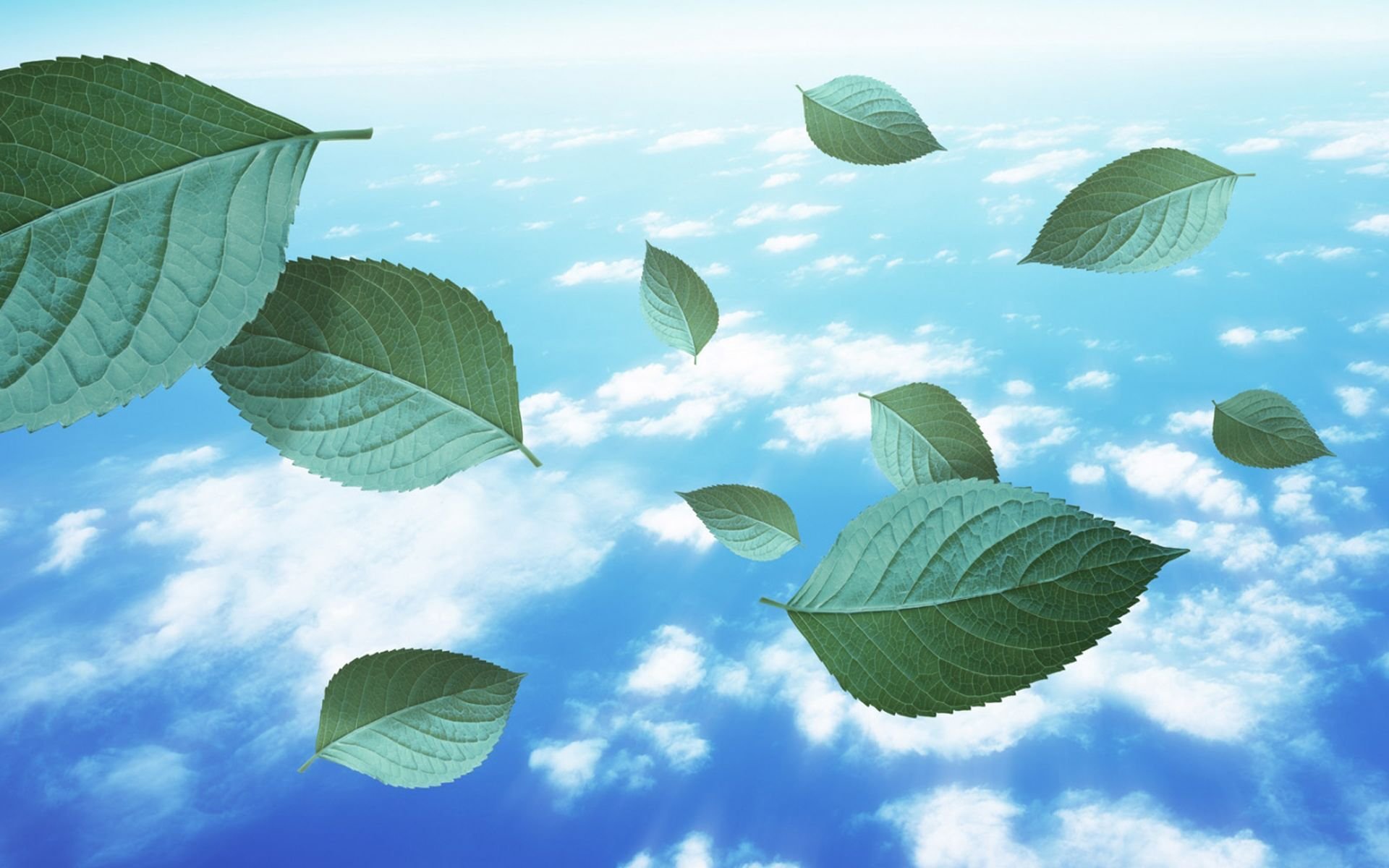 小清新,舒缓压力,树叶