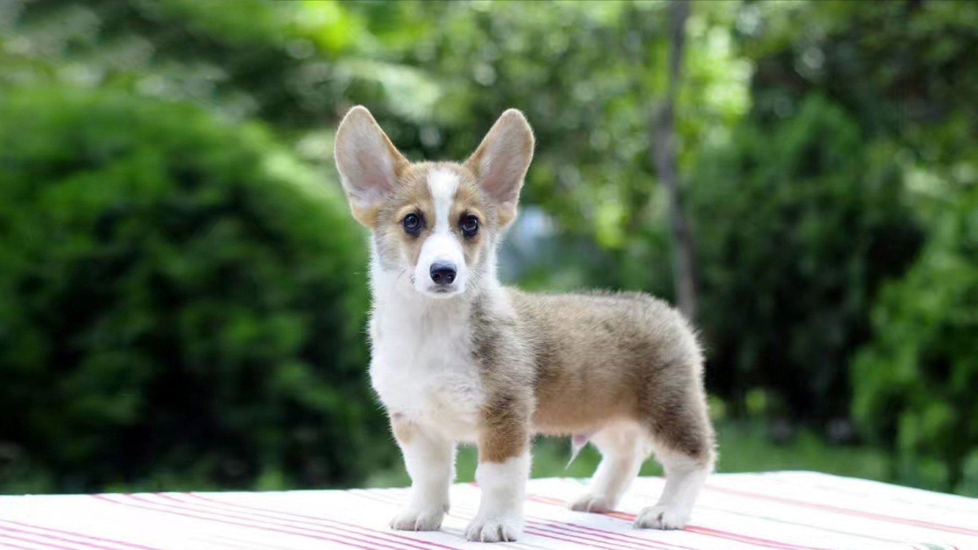 萌宠,动物,汪星人,狗,柯基犬
