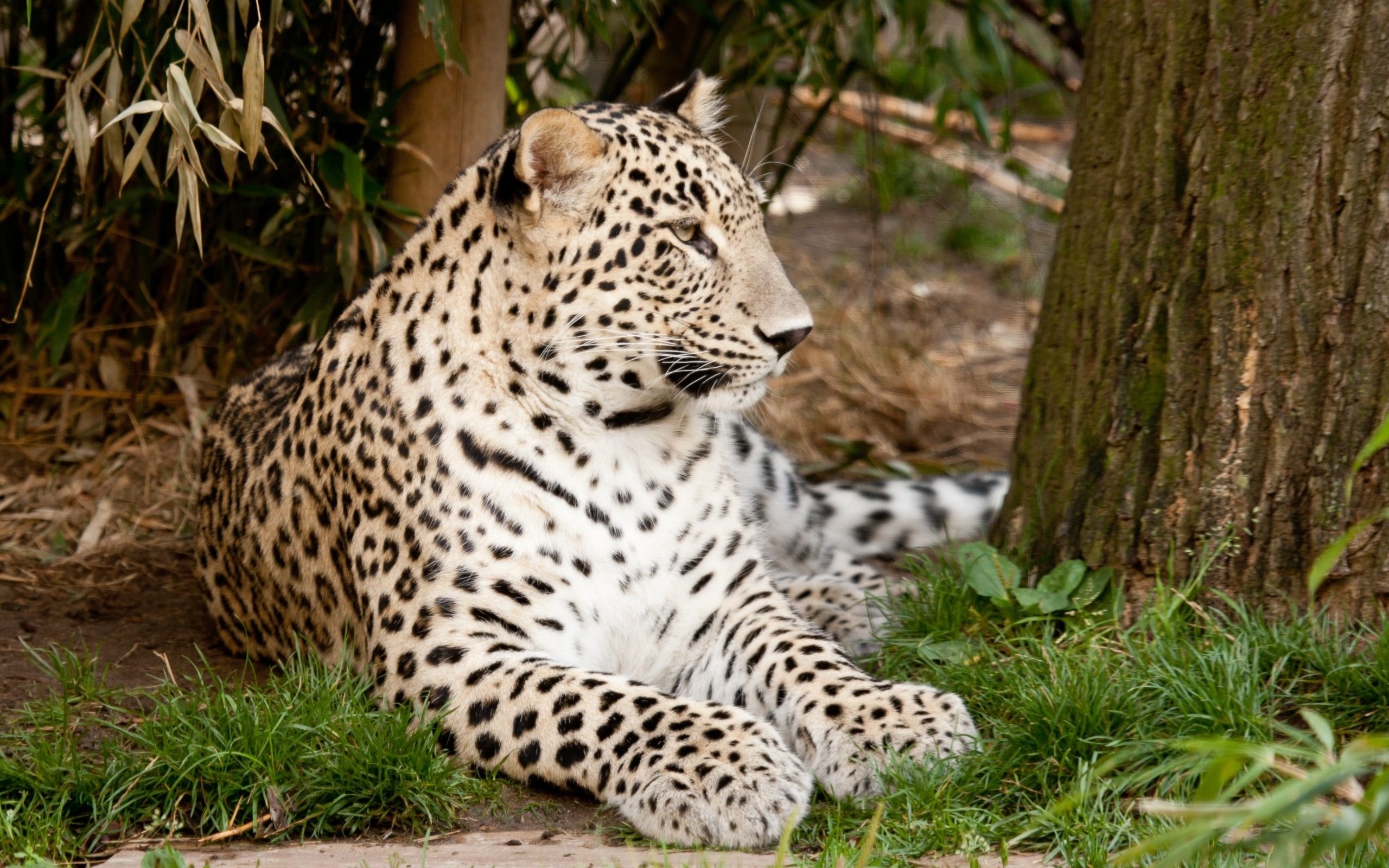 野生动物,美洲虎