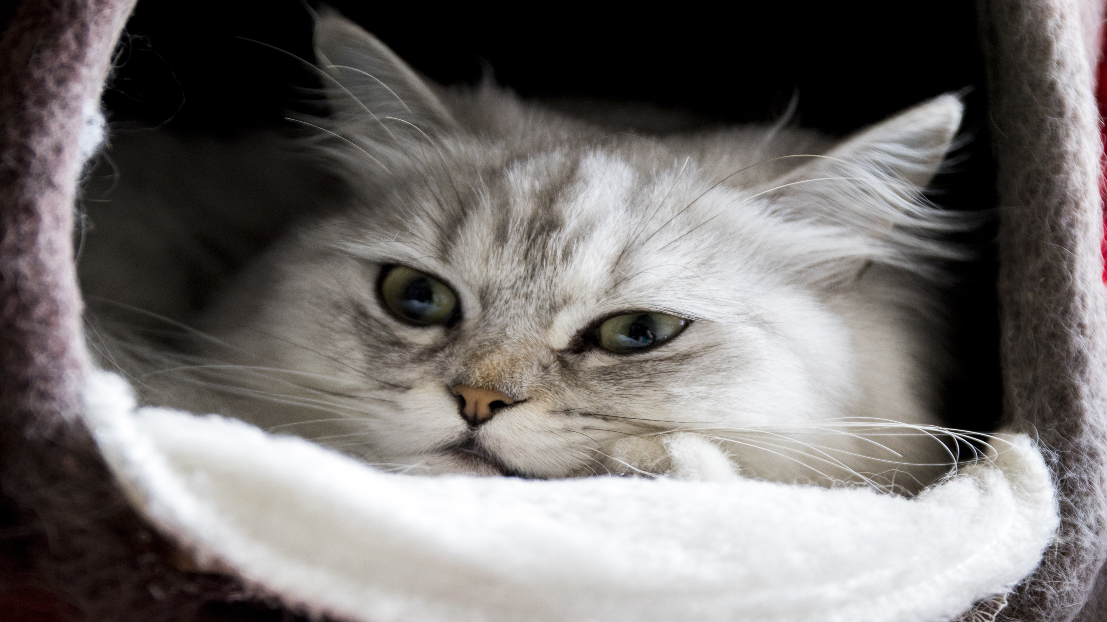 4K,动物,喵星人,猫