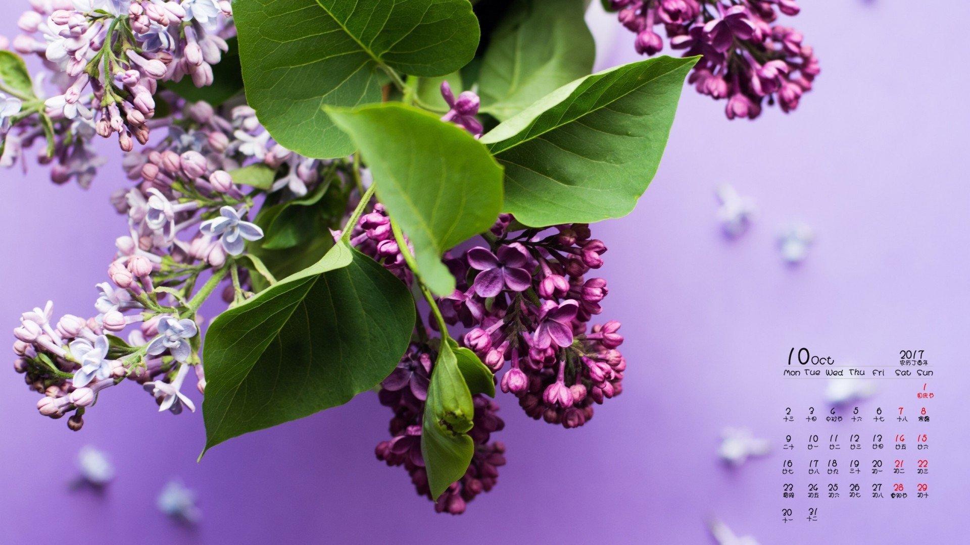 月历,2017年10月,丁香花