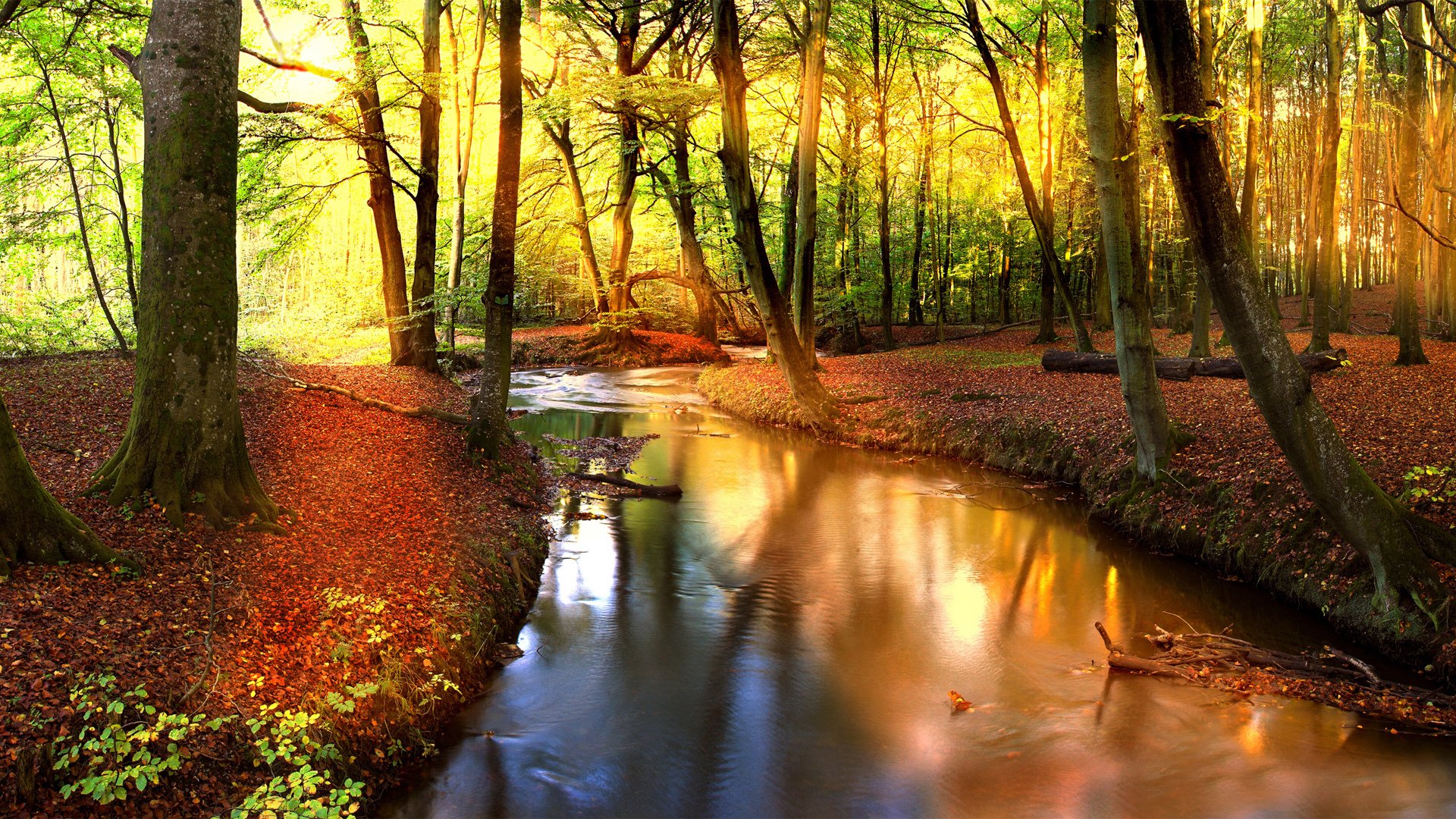 风景,自然风光,森林,溪流