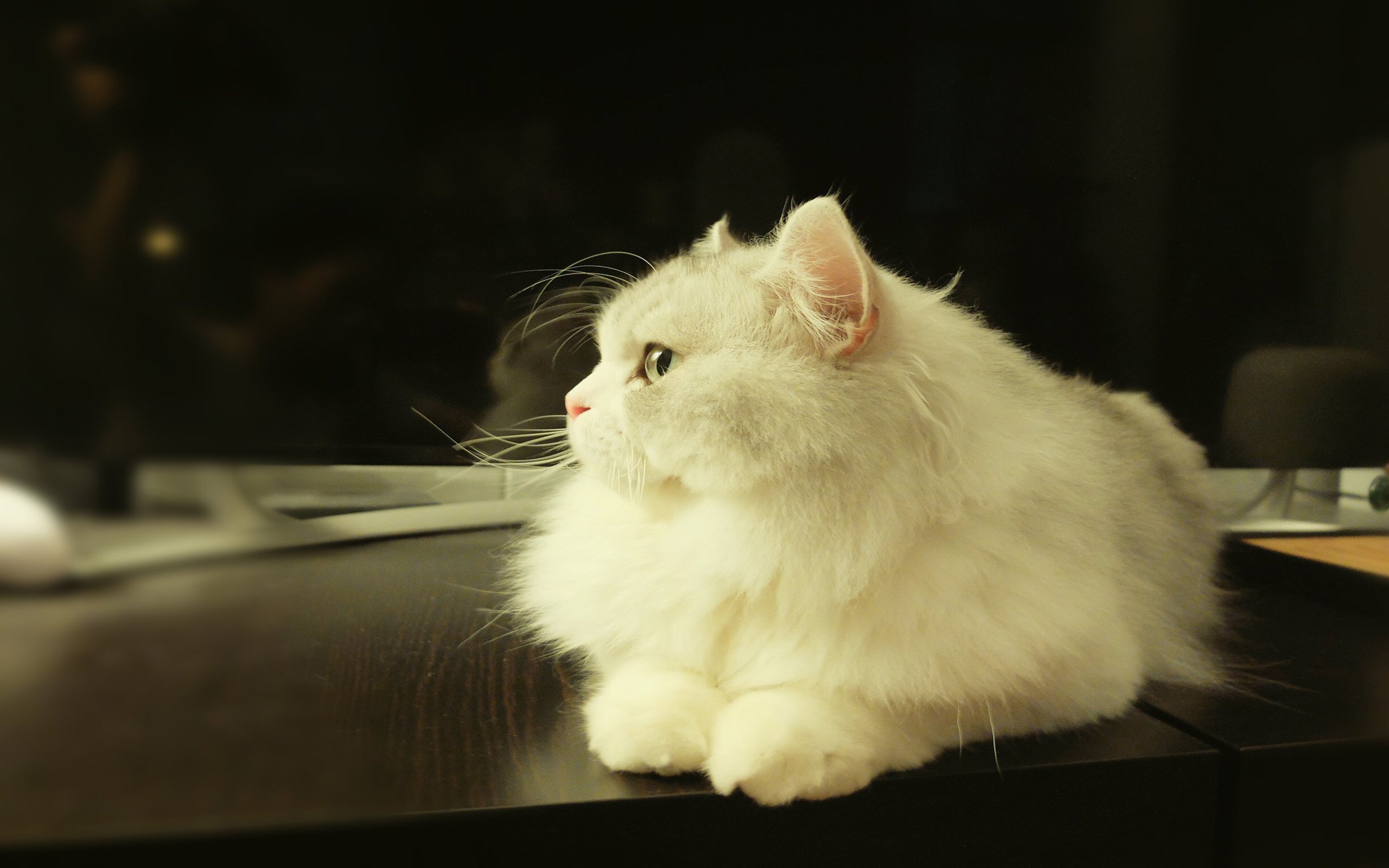 萌宠,动物,喵星人,猫