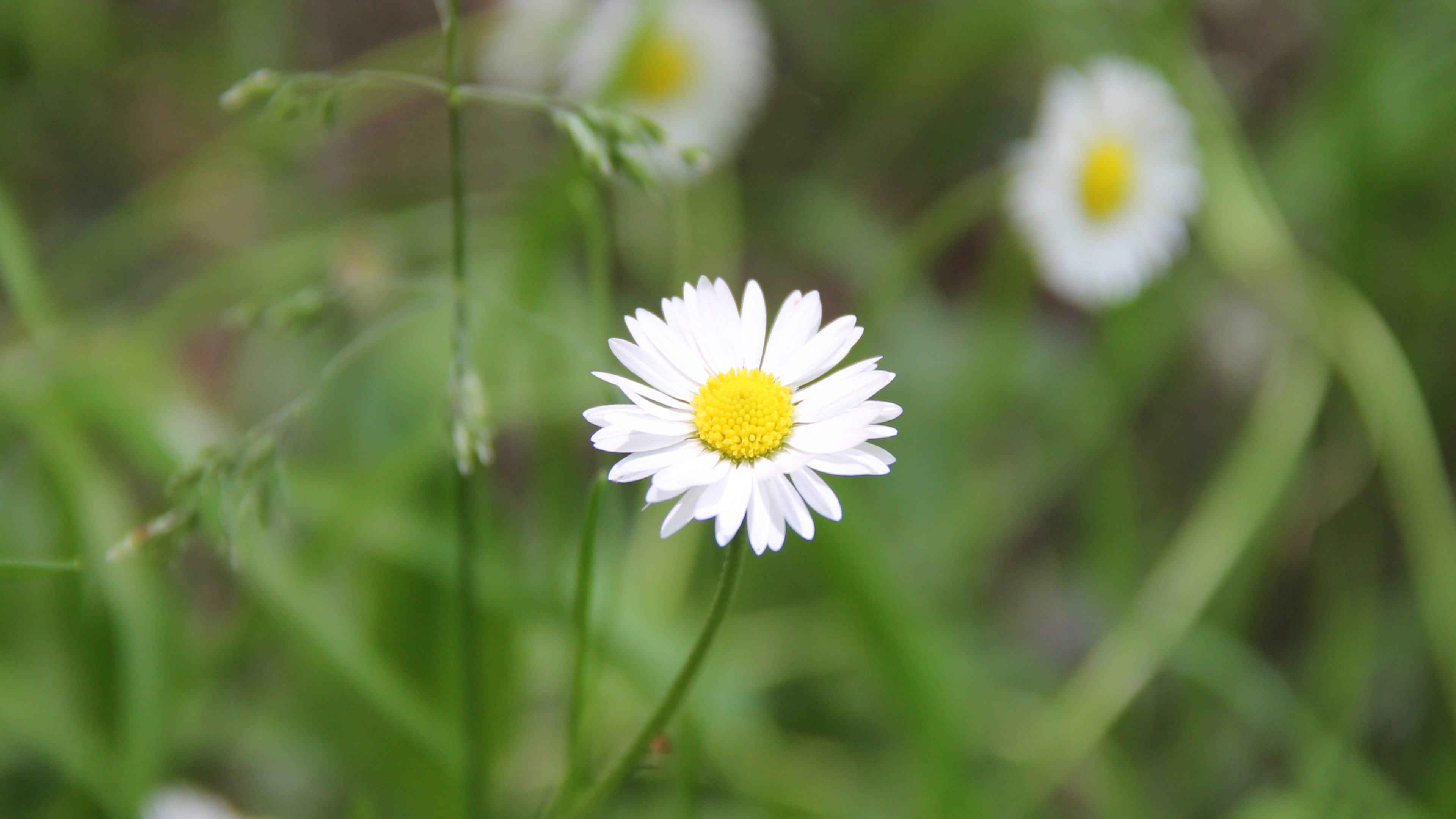 4K,小清新,植物,花朵,雏菊