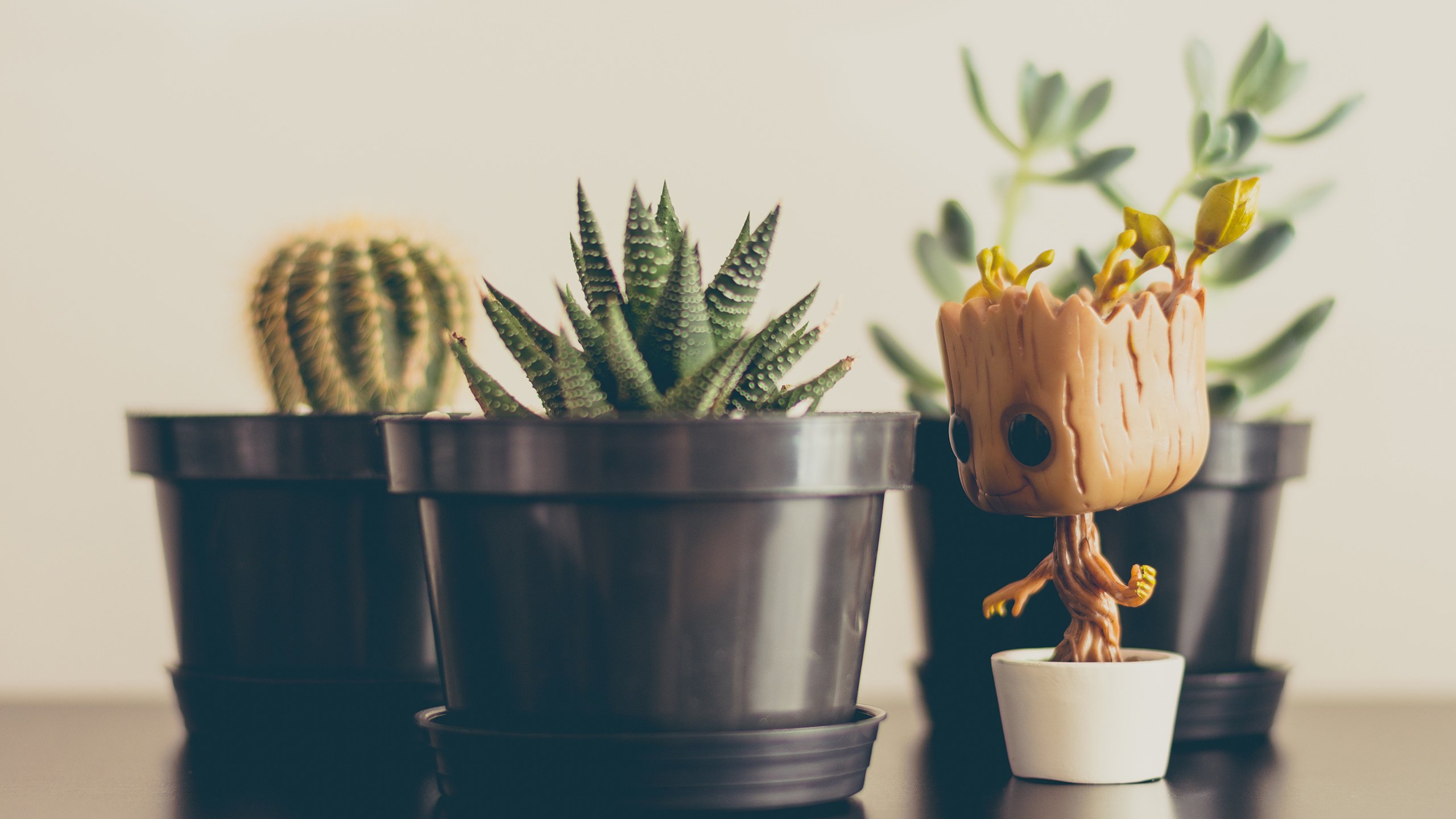 小清新,静物写真,盆栽