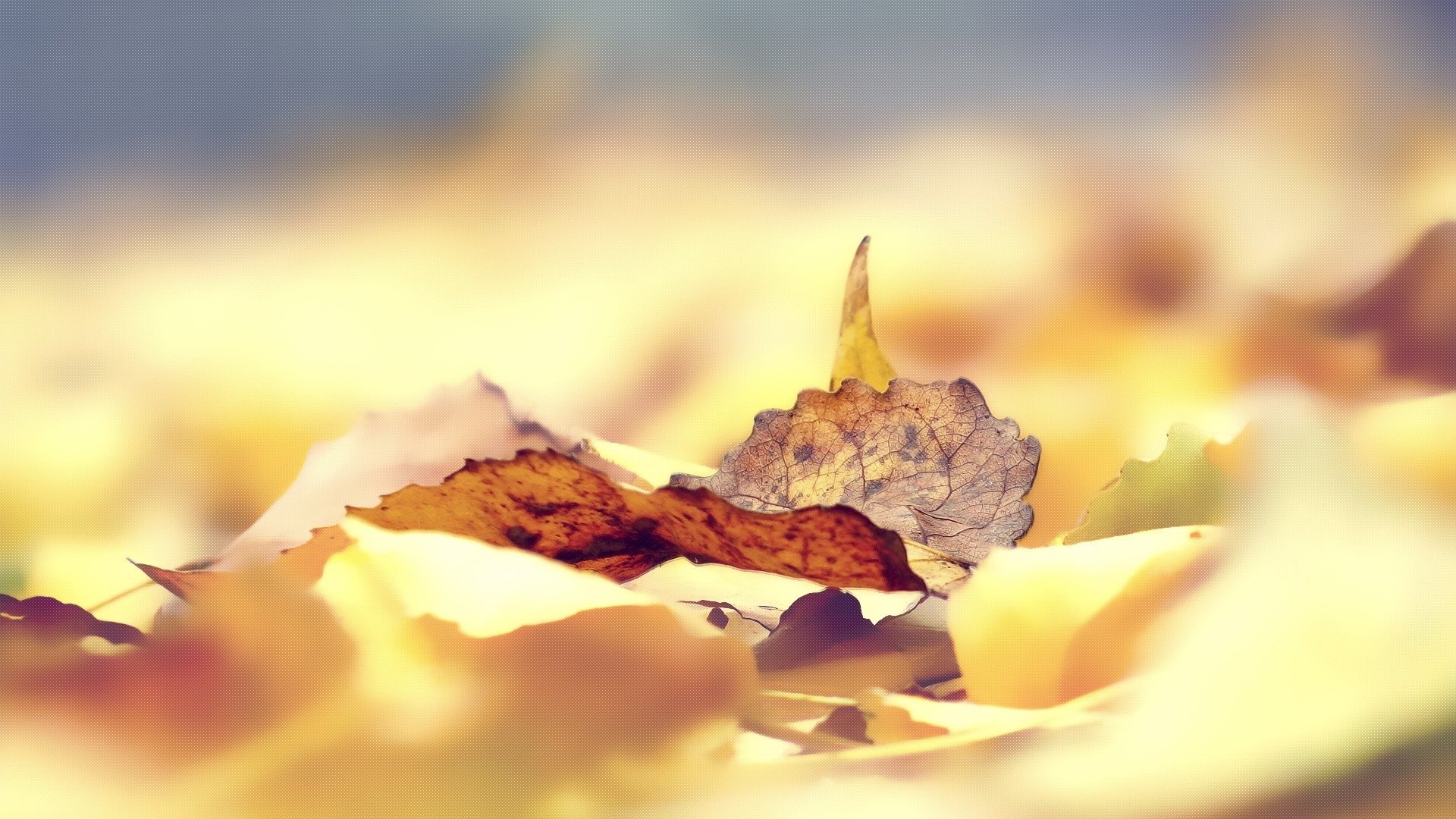 小清新,舒缓压力,落叶,树叶