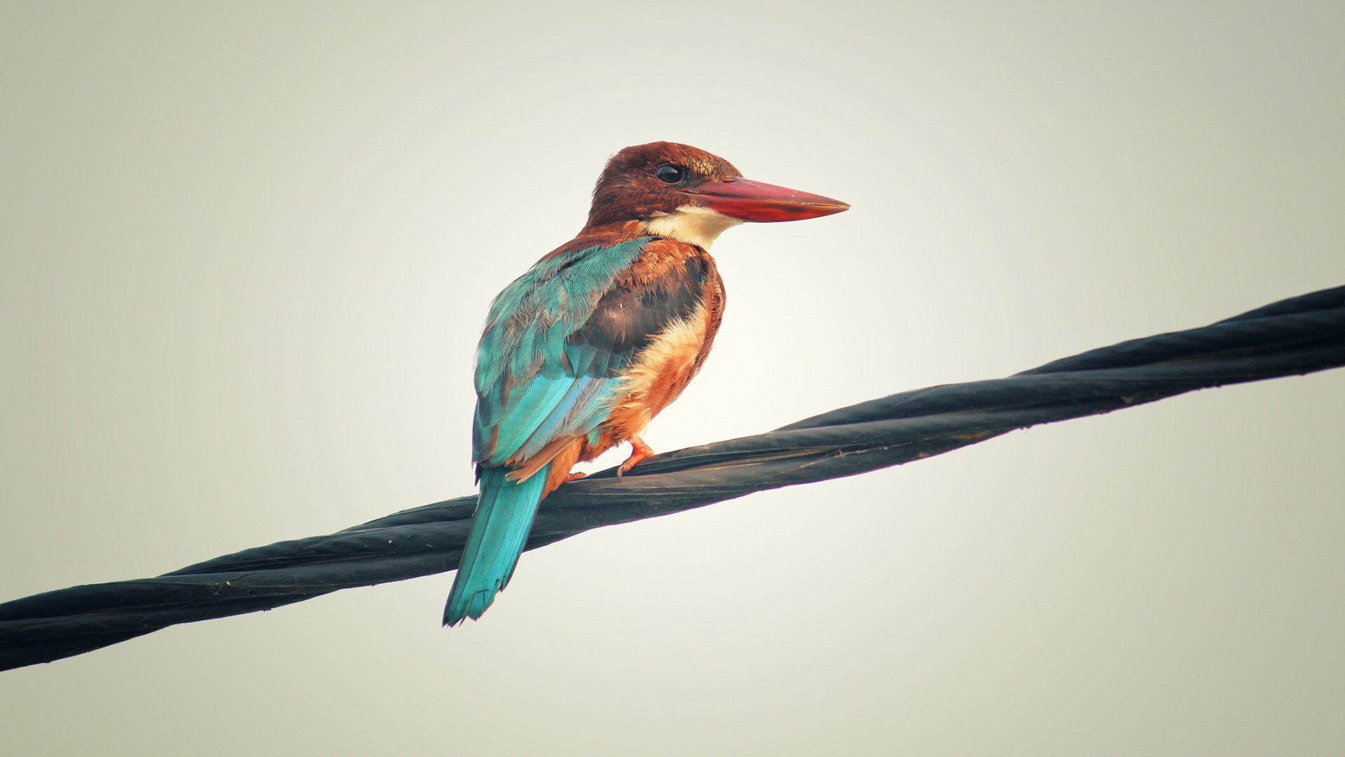 动物,小鸟天地,翠鸟