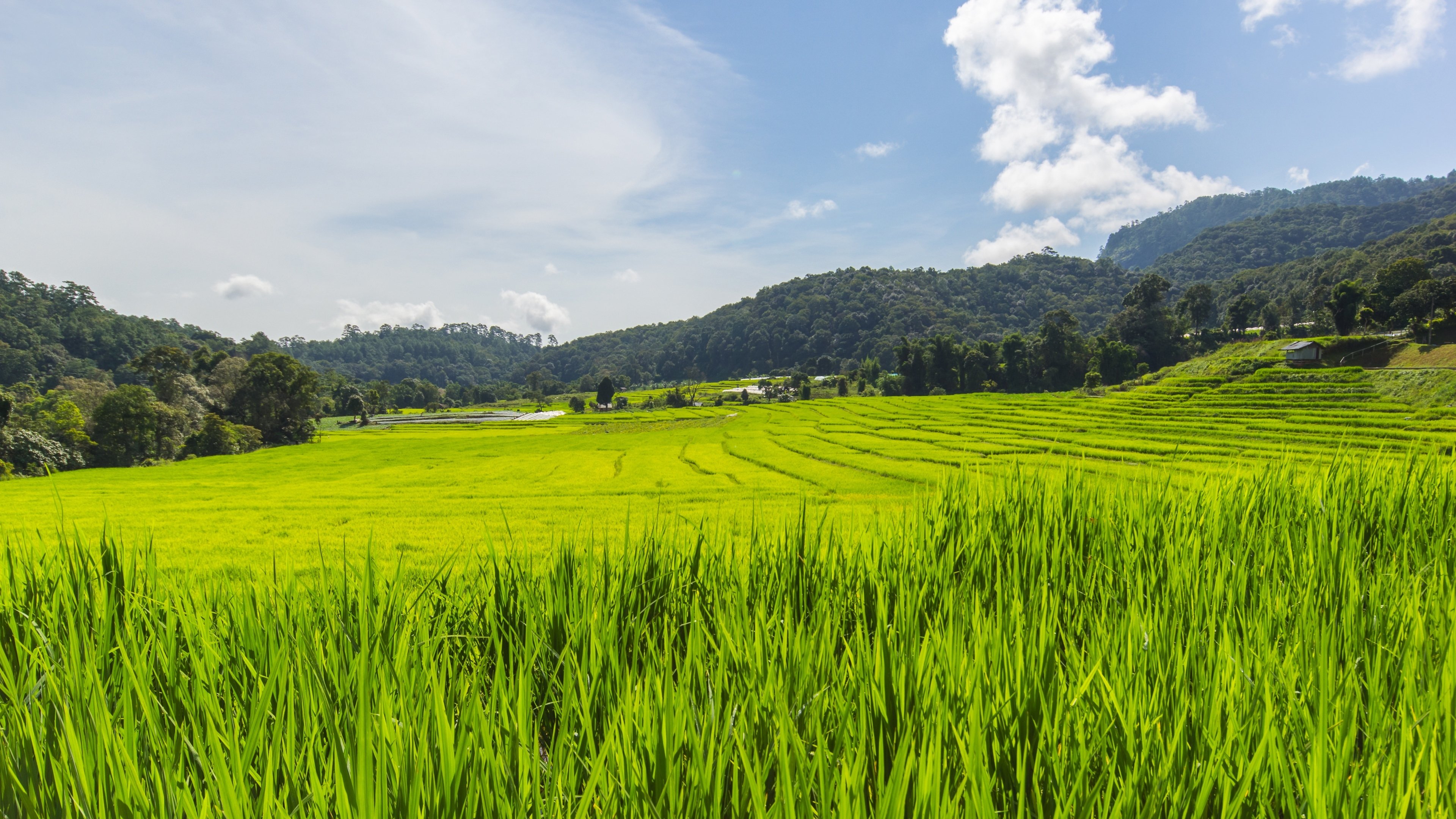 4K,风景,田野,草,绿色,小清新