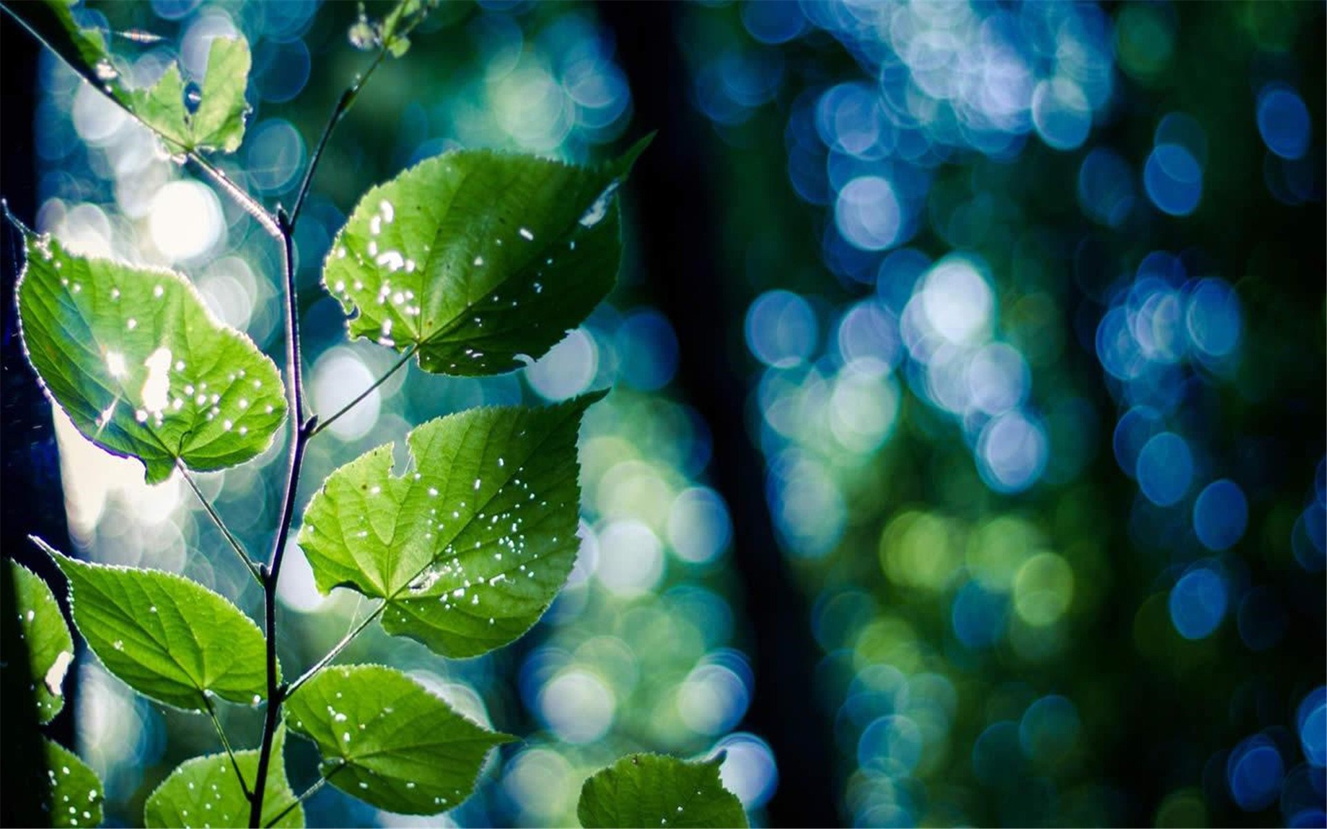 小清新,清新淡雅,树叶,绿植