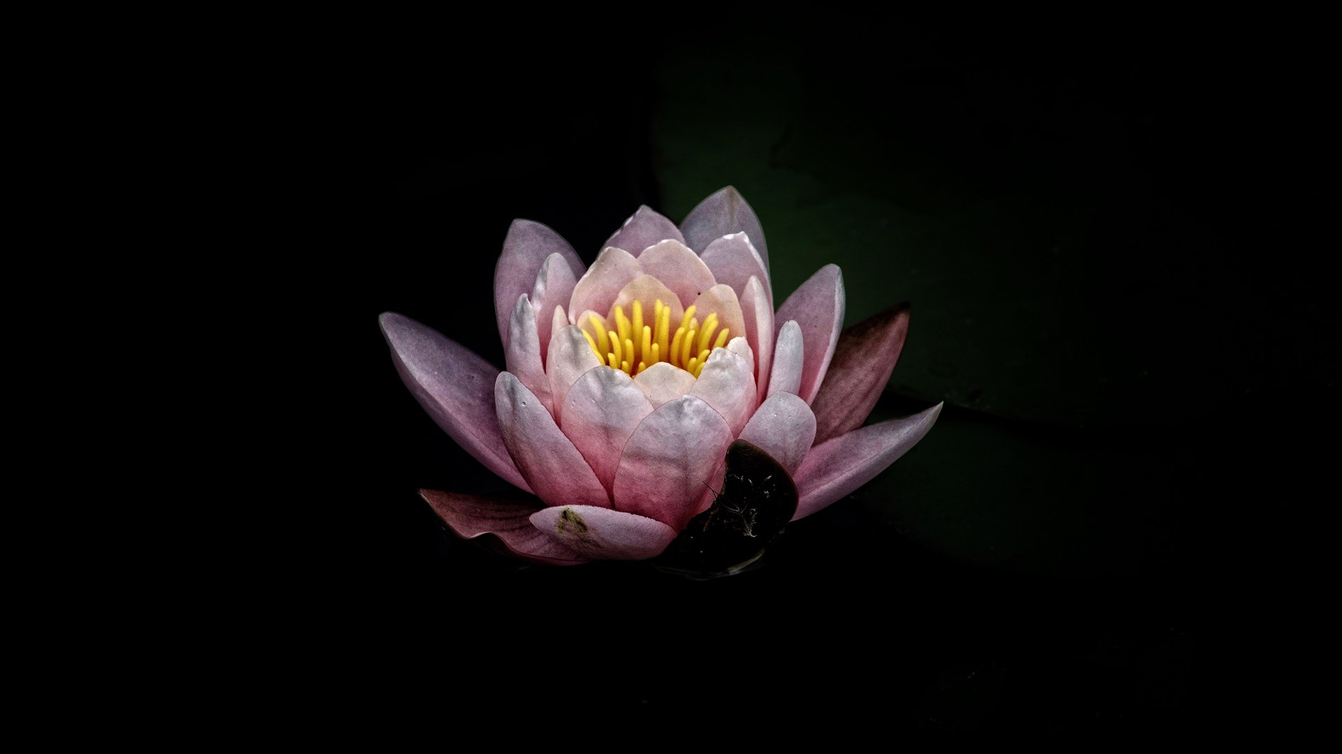 小清新,清新淡雅,花朵