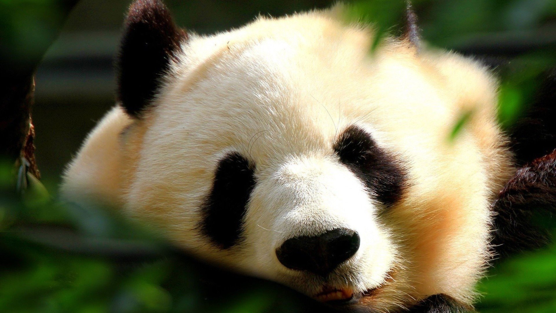 萌宠,动物,国宝,大熊猫