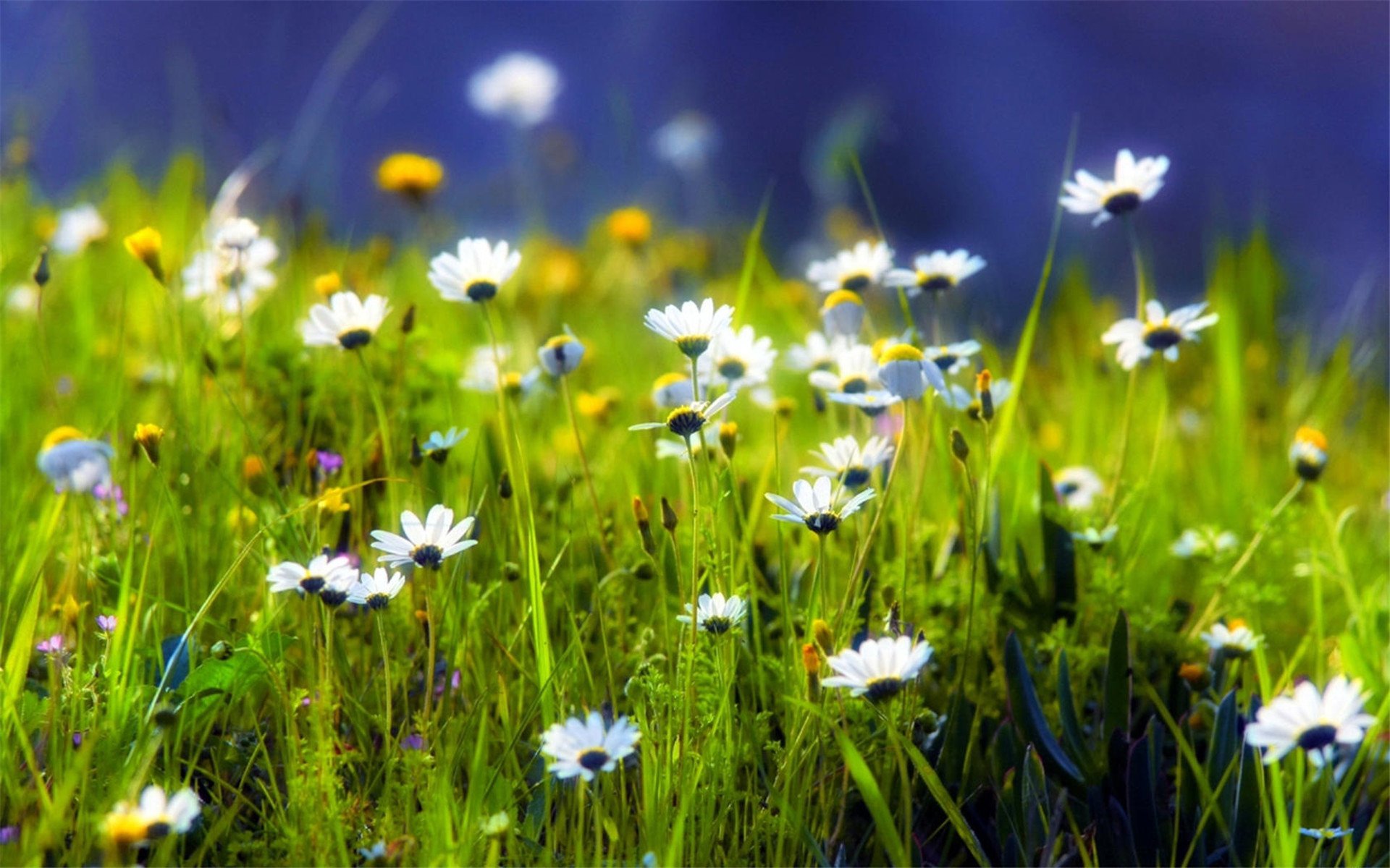 小清新,清新淡雅,雏菊