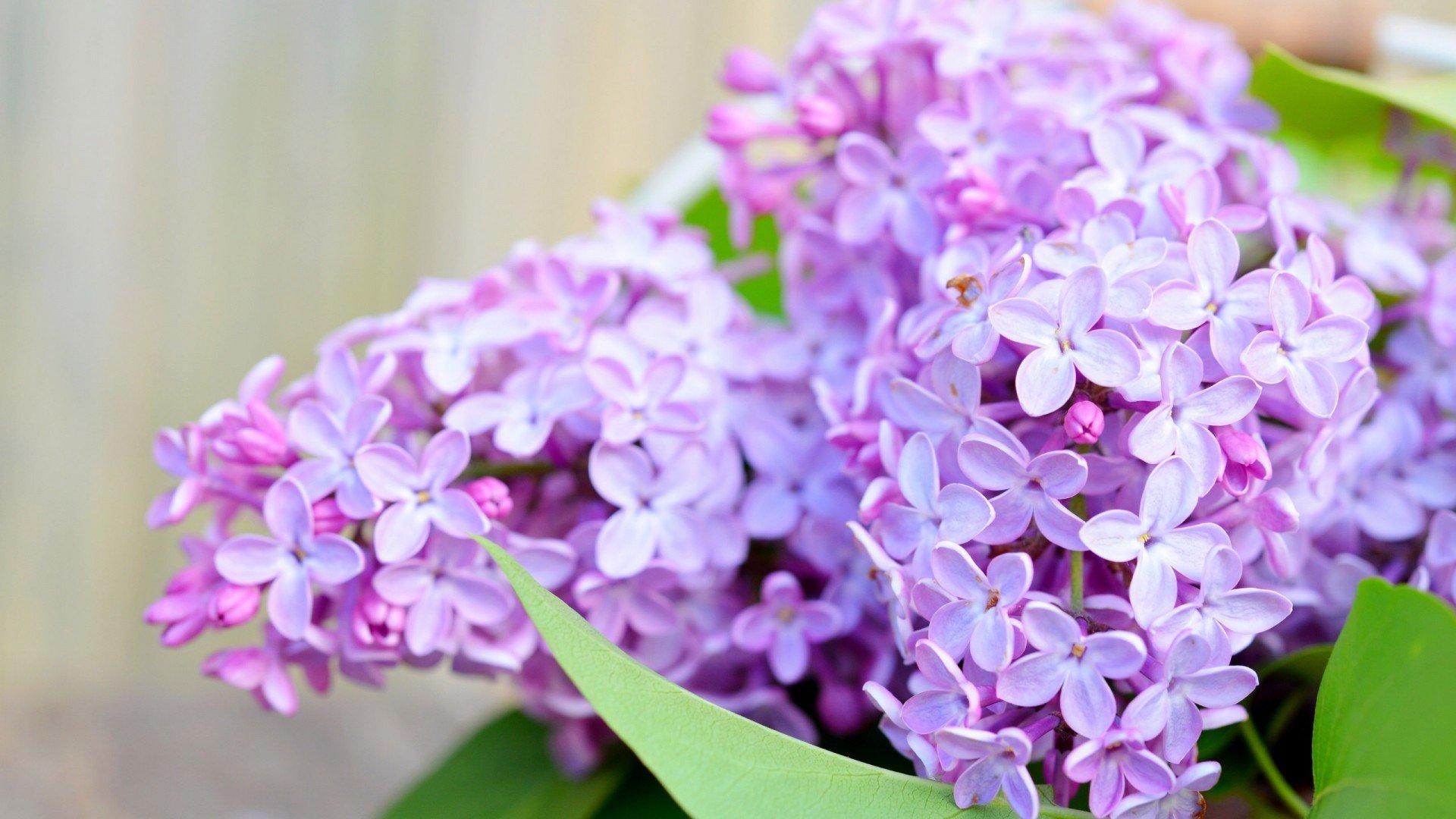 小清新,鸟语花香,丁香花